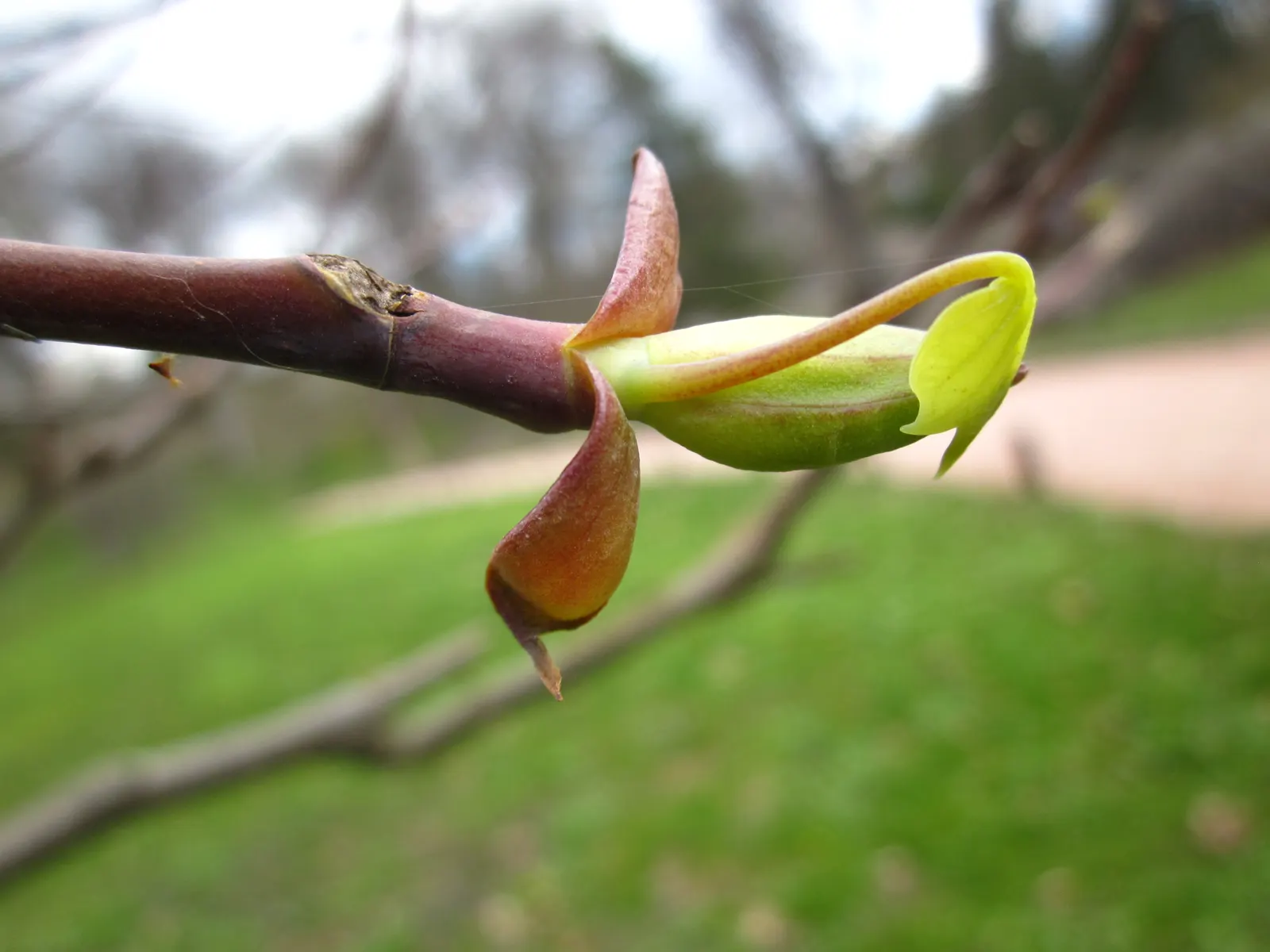 Tulip Tree (Liriodendron Tulipifera) — It requires ample space for growth, both above and below ground, as it possesses a deep root system; tree, image 137