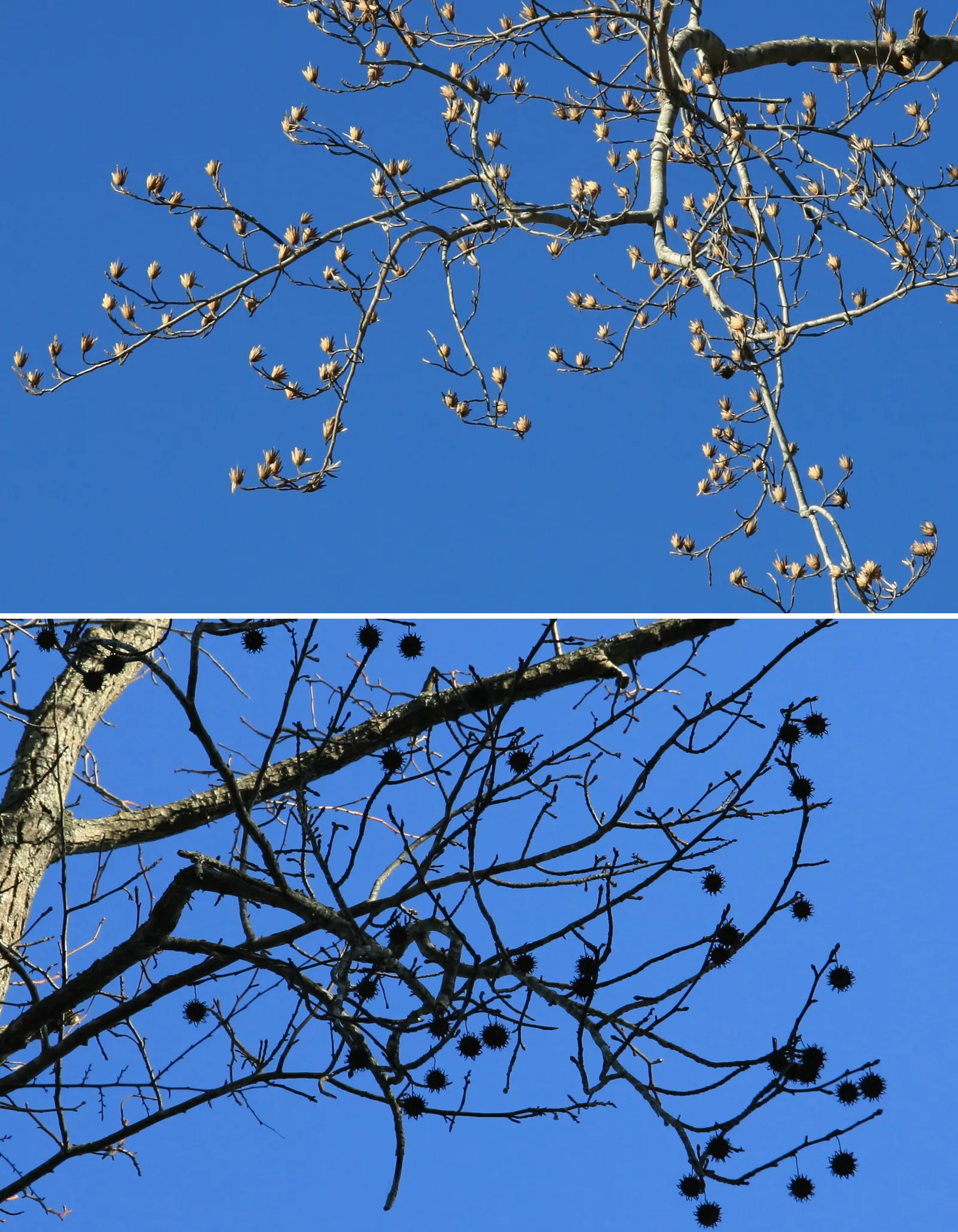 Tulip Tree (Liriodendron Tulipifera) — making it an impressive specimen or shade tree in spacious landscapes; the Tulip Tree lives up to its name, image 94