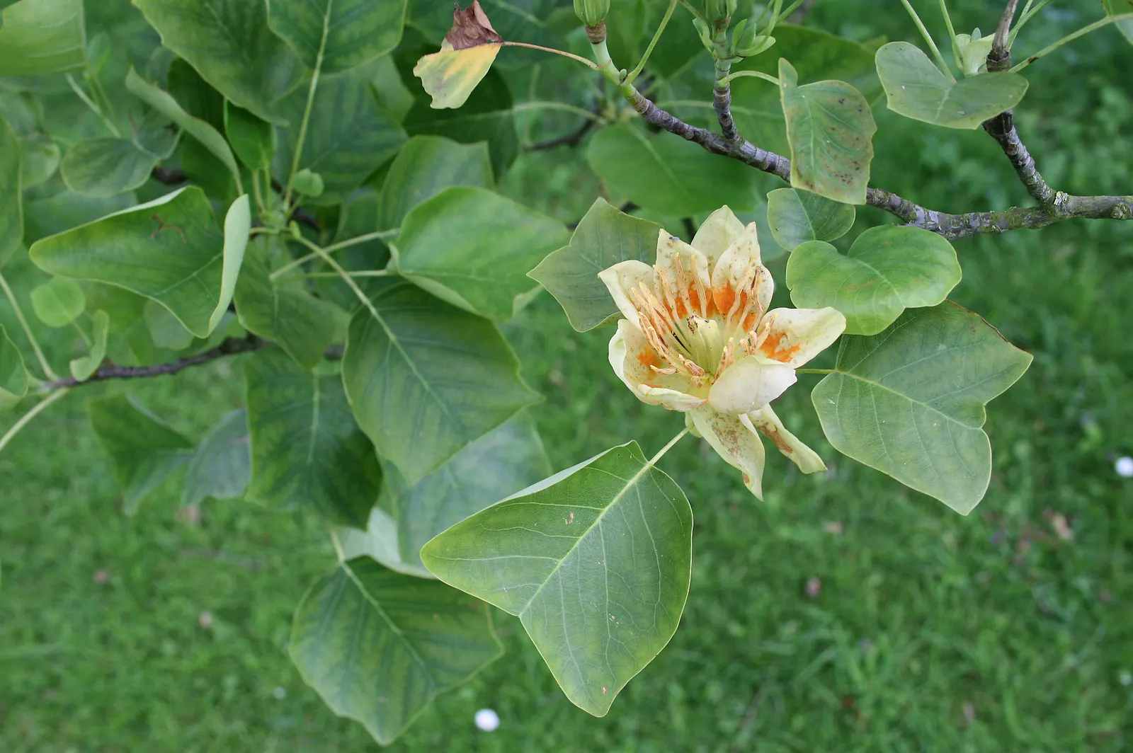 Tulip Tree (Liriodendron Tulipifera) — The Tulip Tree (Liriodendron tulipifera); notable for its unique tulip-shaped flowers with greenish-yellow, image 88