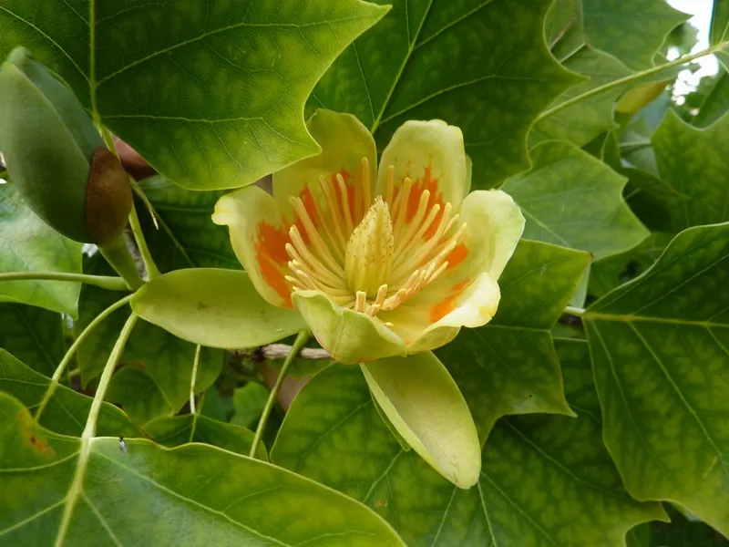 Tulip Tree (Liriodendron Tulipifera) — commanding attention with its statuesque form and elegant beauty; and moist soil conditions
