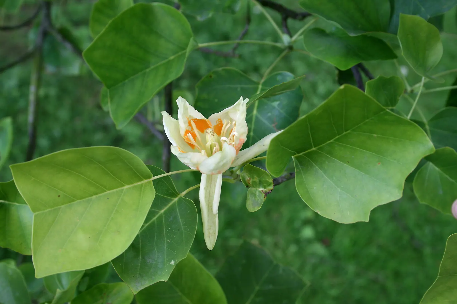 Tulip Tree (Liriodendron Tulipifera) — making it more suitable for sizable estates or public parks rather than small residential gardens; the, image 113