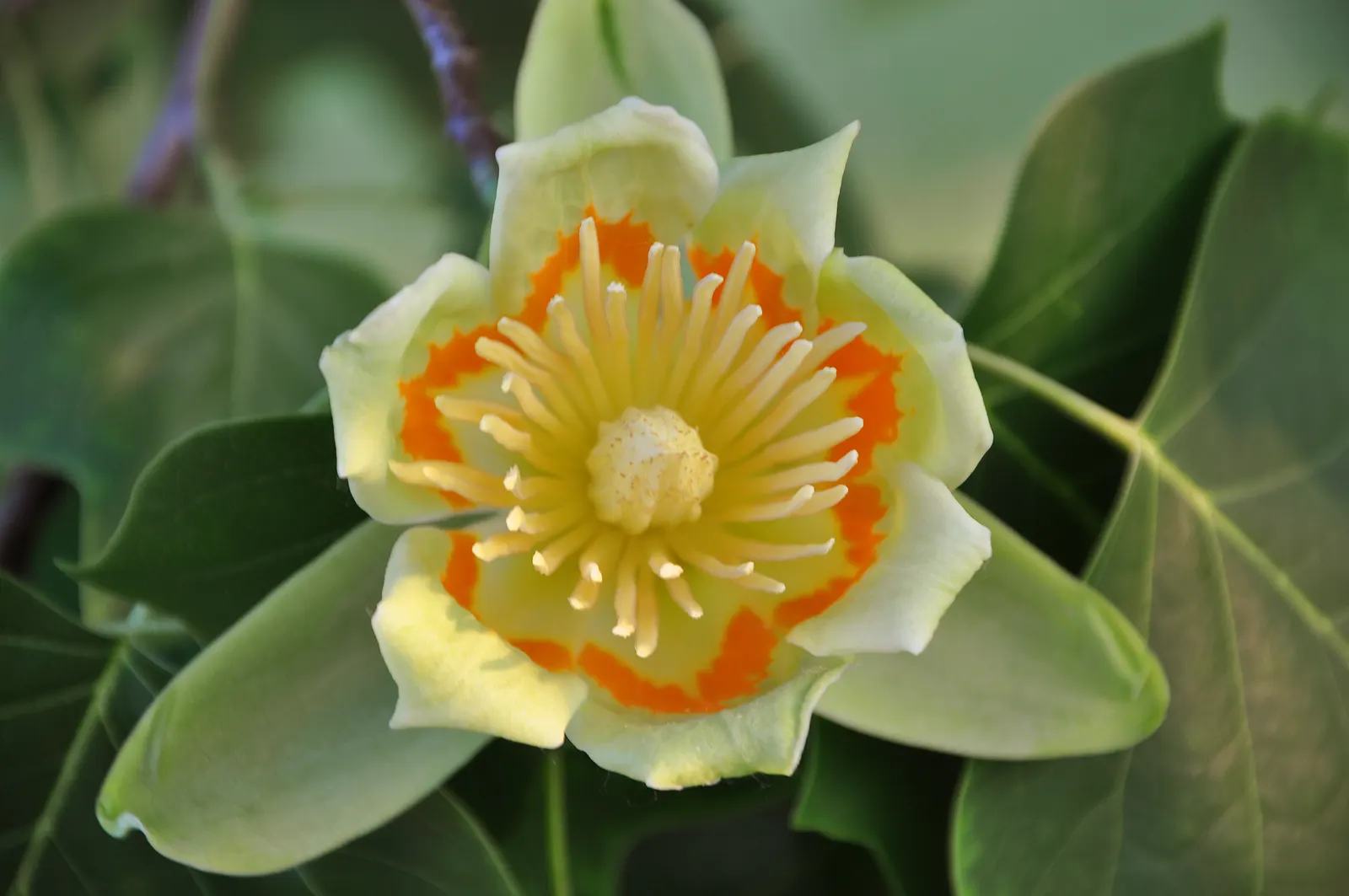 Tulip Tree (Liriodendron Tulipifera) — native to Eastern North America; it soars to impressive heights ranging from 70 to 100 feet, image 60