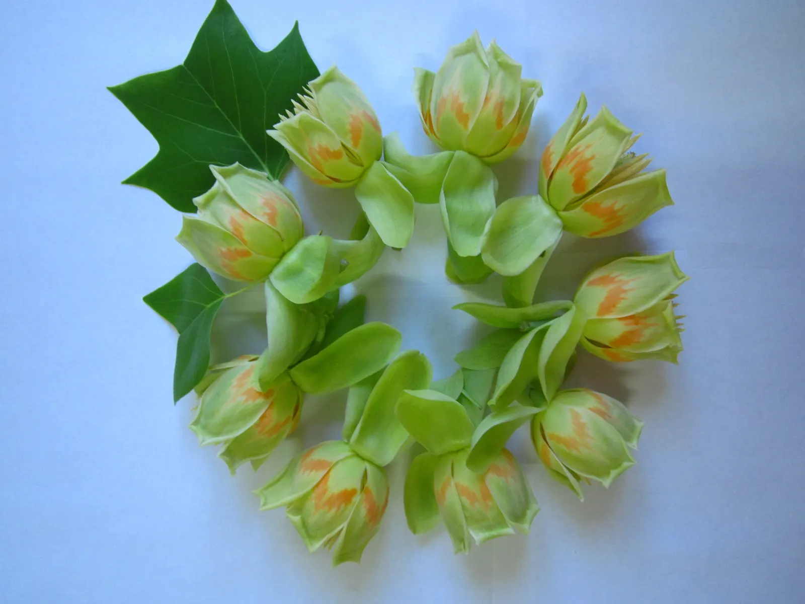 Tulip Tree (Liriodendron Tulipifera) — The canopy spread can be quite generous