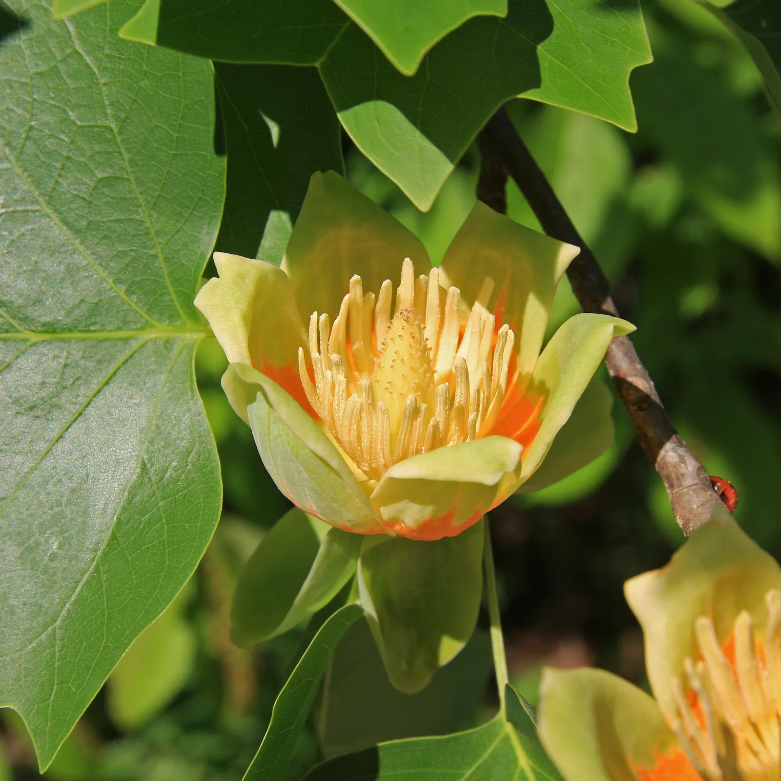 Tulip Tree (Liriodendron Tulipifera) — with some specimens reaching up to 150 feet under optimal conditions; it serves excellently as a specimen or, image 128