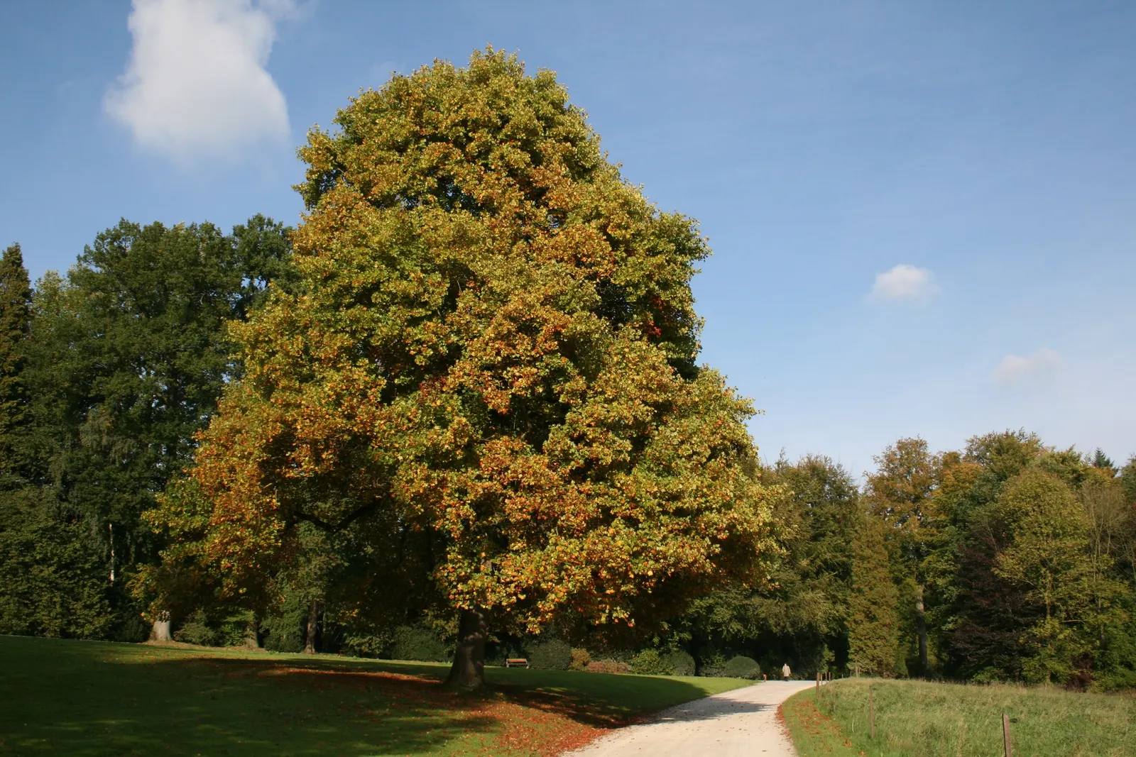 Tulip Tree (Liriodendron Tulipifera) — When incorporating the Tulip Tree into landscapes; it offers rapid growth and a tall, image 138