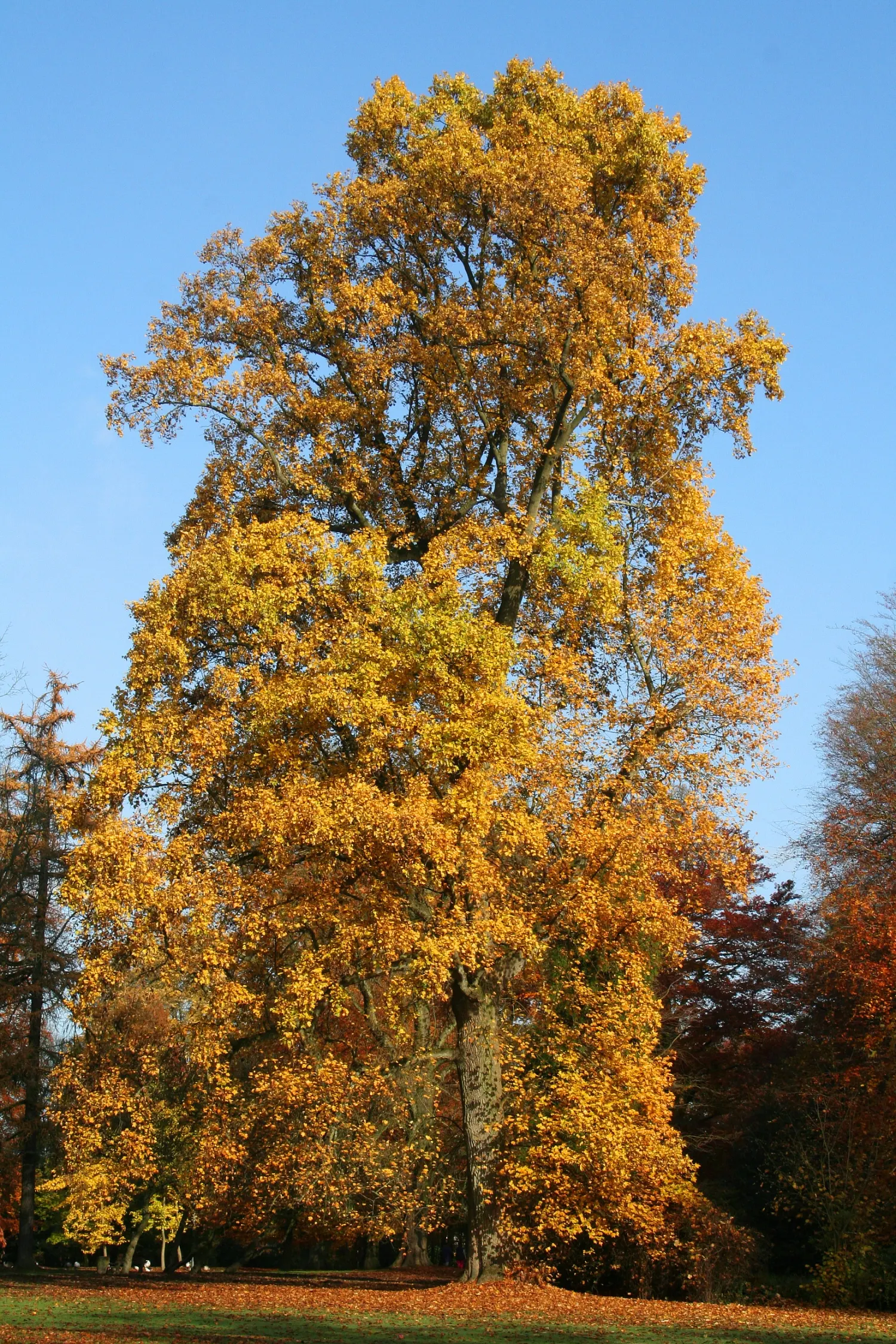 Tulip Tree (Liriodendron Tulipifera) — it soars to impressive heights ranging from 70 to 100 feet; come late spring to early summer, image 127