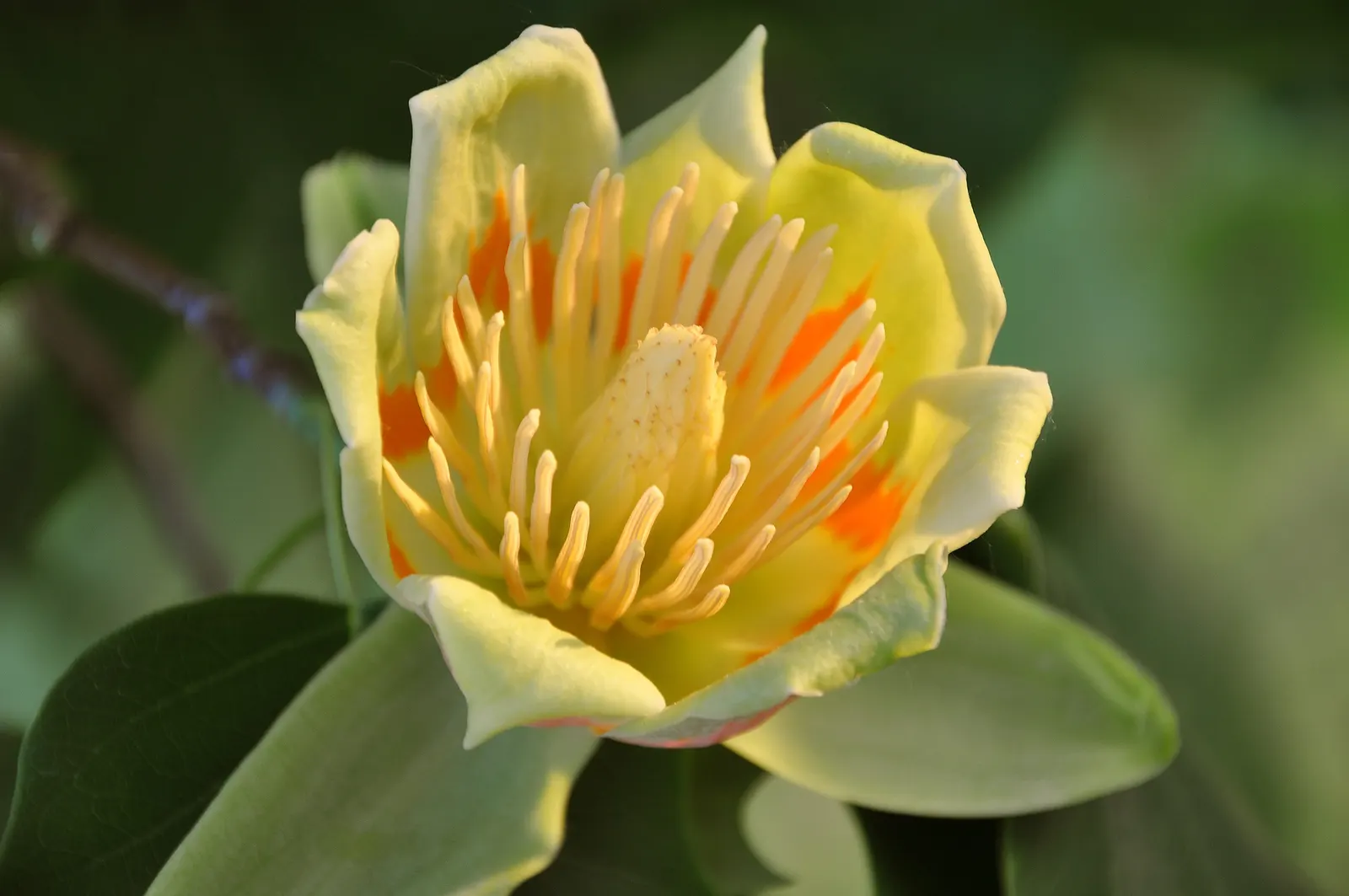 Tulip Tree (Liriodendron Tulipifera) — green and yellow flowers in the garden; with some specimens reaching up to 150 feet under optimal conditions, image 143