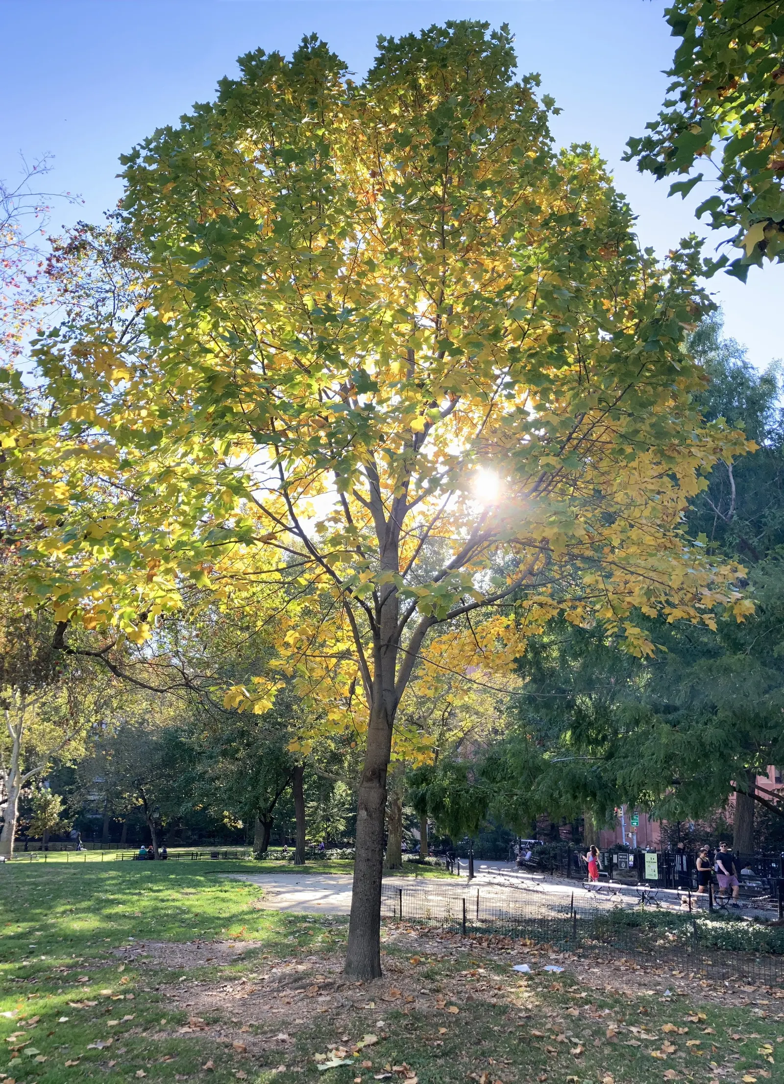 Tulip Tree (Liriodendron Tulipifera) — is a remarkable deciduous tree that is highly regarded for its majestic height and unique floral displays