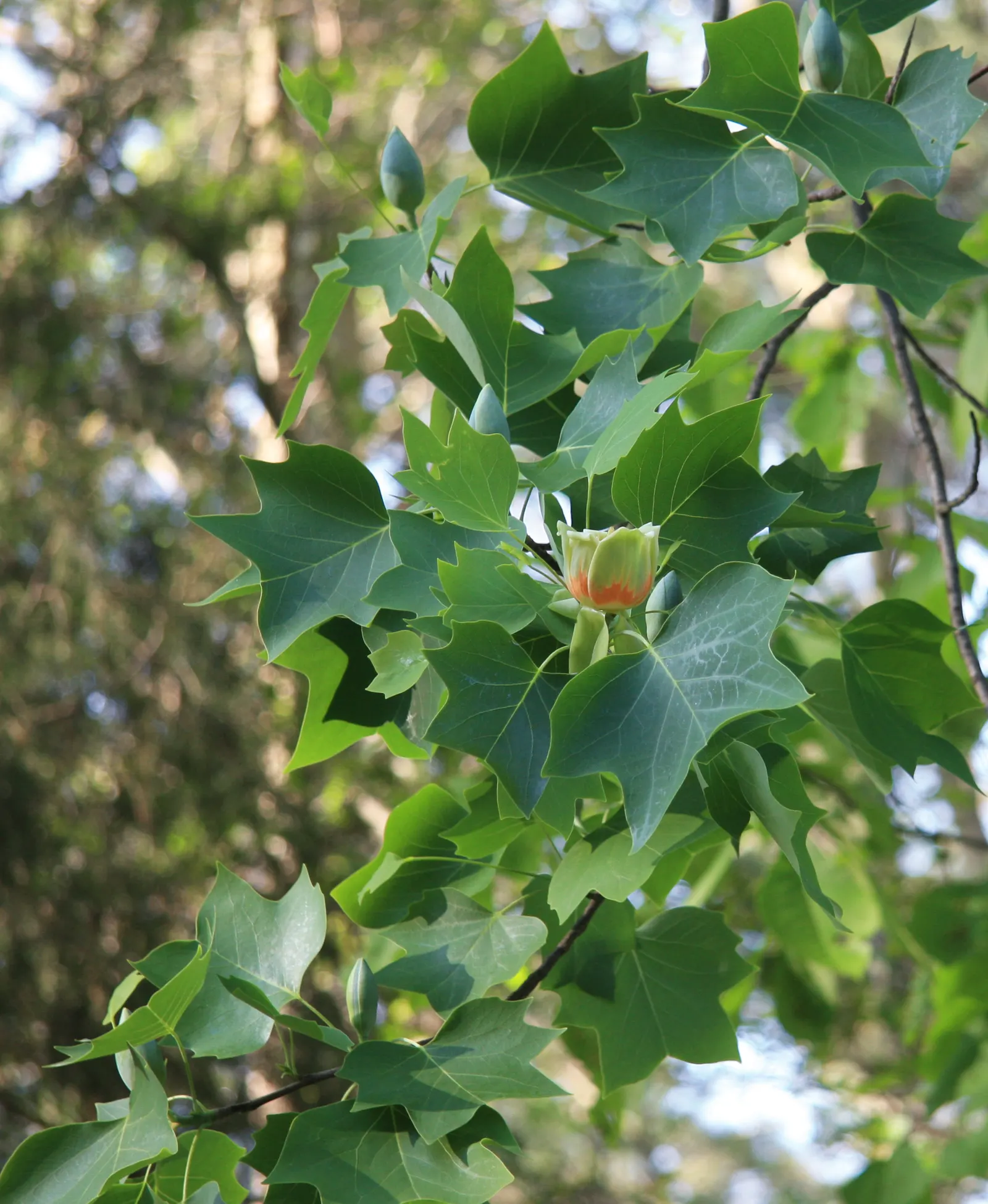 Tulip Tree (Liriodendron Tulipifera) — which are four-lobed and measure about 4 to 8 inches across; scientifically known as Liriodendron tulipifera, image 130