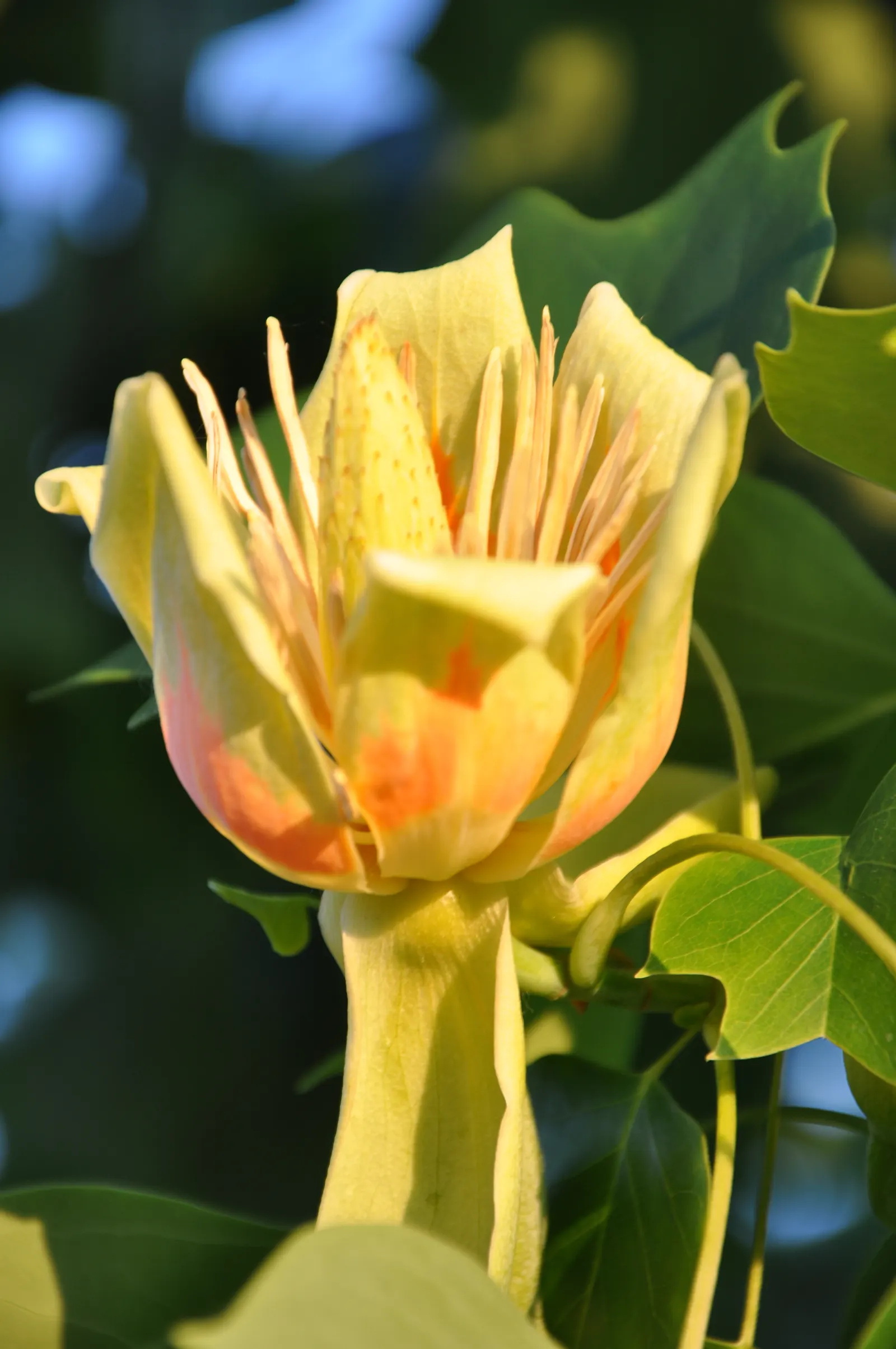 Tulip Tree (Liriodendron Tulipifera) — with some specimens reaching up to 150 feet under optimal conditions; it serves excellently as a specimen or, image 70