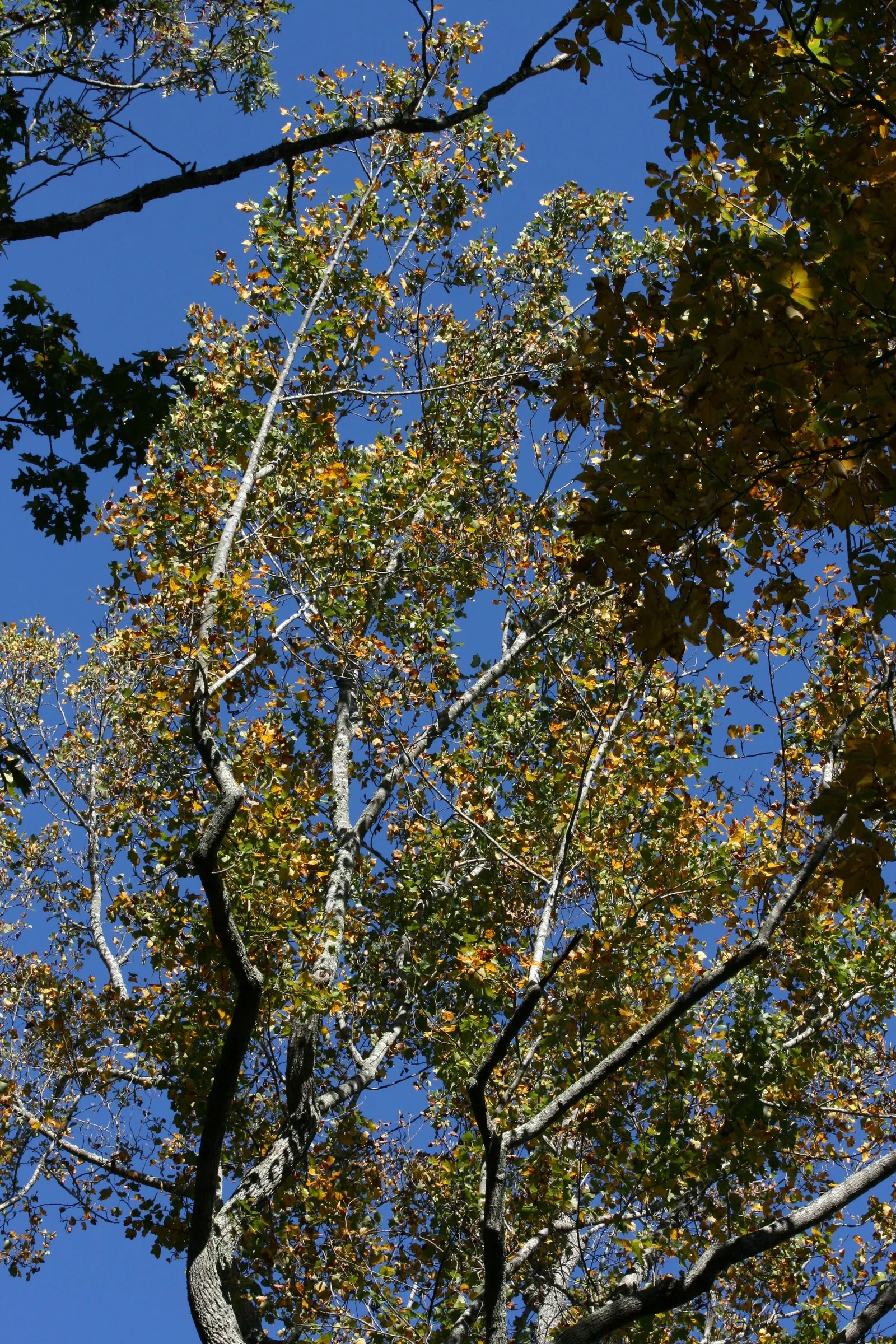 Tulip Tree (Liriodendron Tulipifera) — which are four-lobed and measure about 4 to 8 inches across