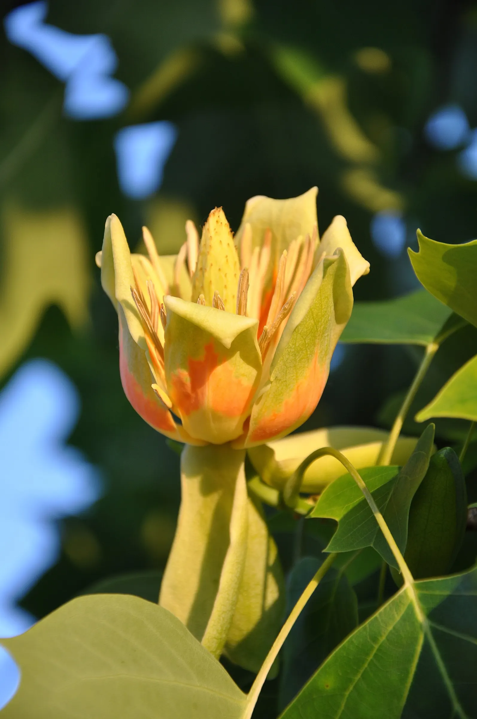Tulip Tree (Liriodendron Tulipifera) — green and yellow flowers in the garden