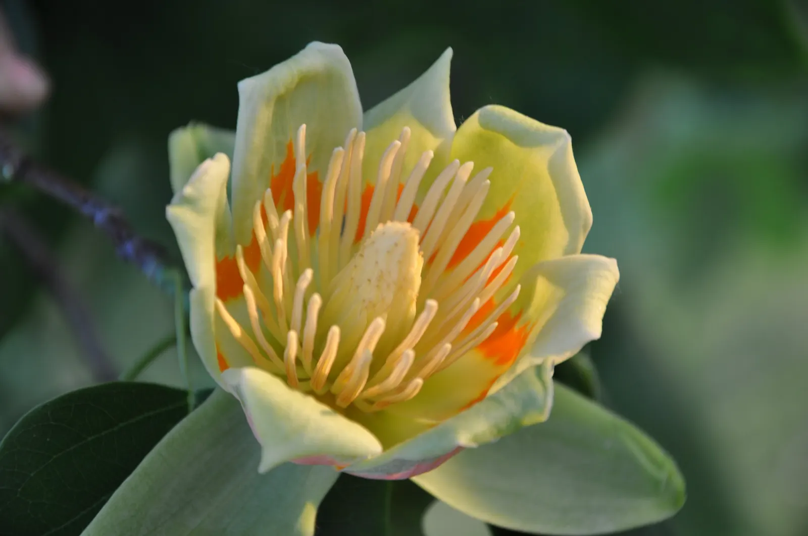 Tulip Tree (Liriodendron Tulipifera) — green and yellow flowers in the garden; with some specimens reaching up to 150 feet under optimal conditions, image 85