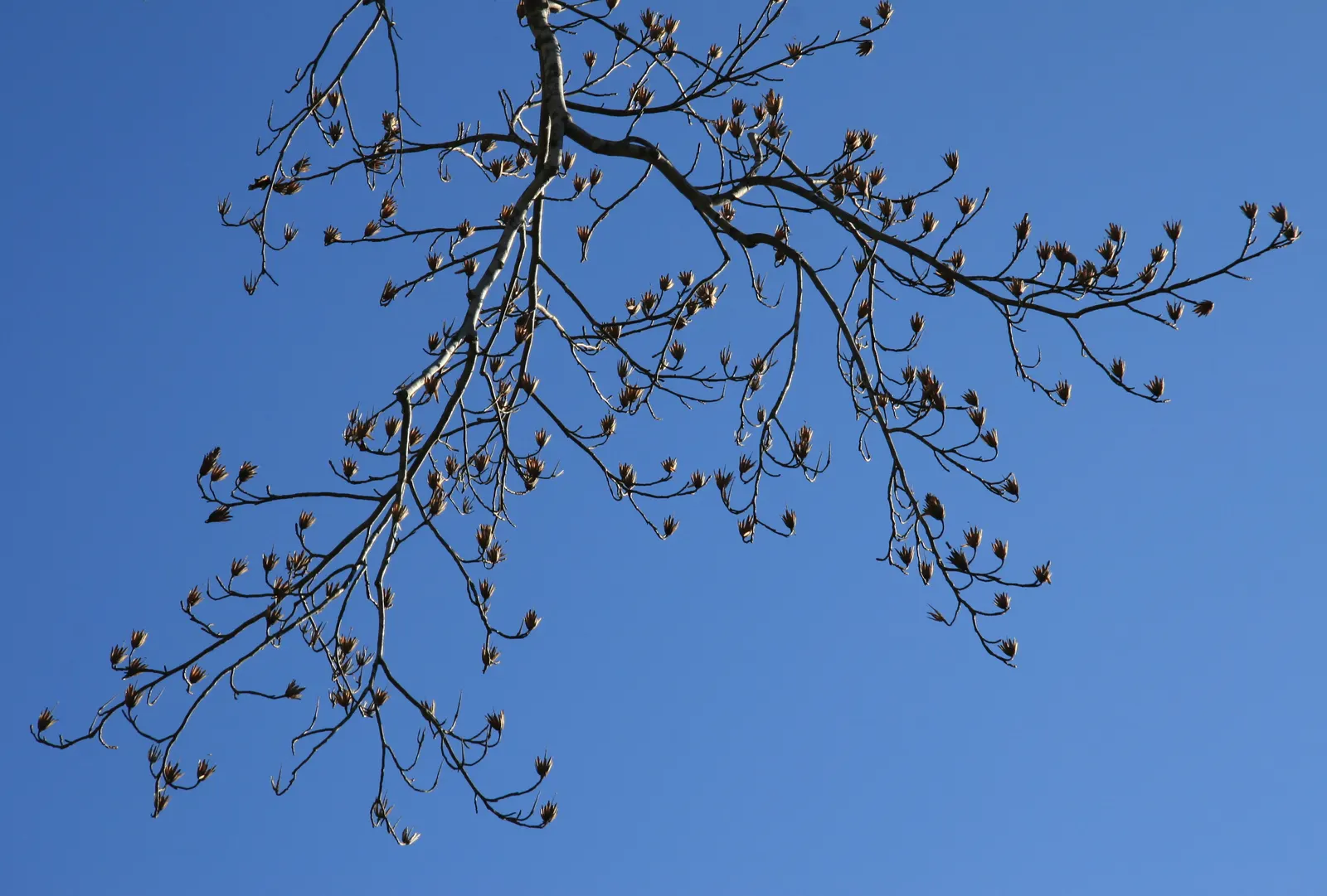 Tulip Tree (Liriodendron Tulipifera) — with some specimens reaching up to 150 feet under optimal conditions; it serves excellently as a specimen or, image 99
