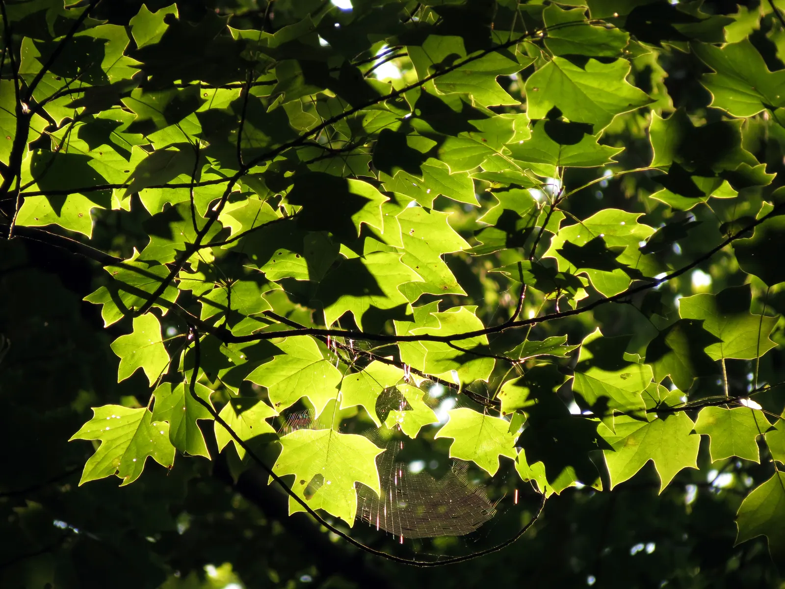 Tulip Tree (Liriodendron Tulipifera) — Careful consideration should be given to its placement due to its large size at maturity; green and yellow, image 141