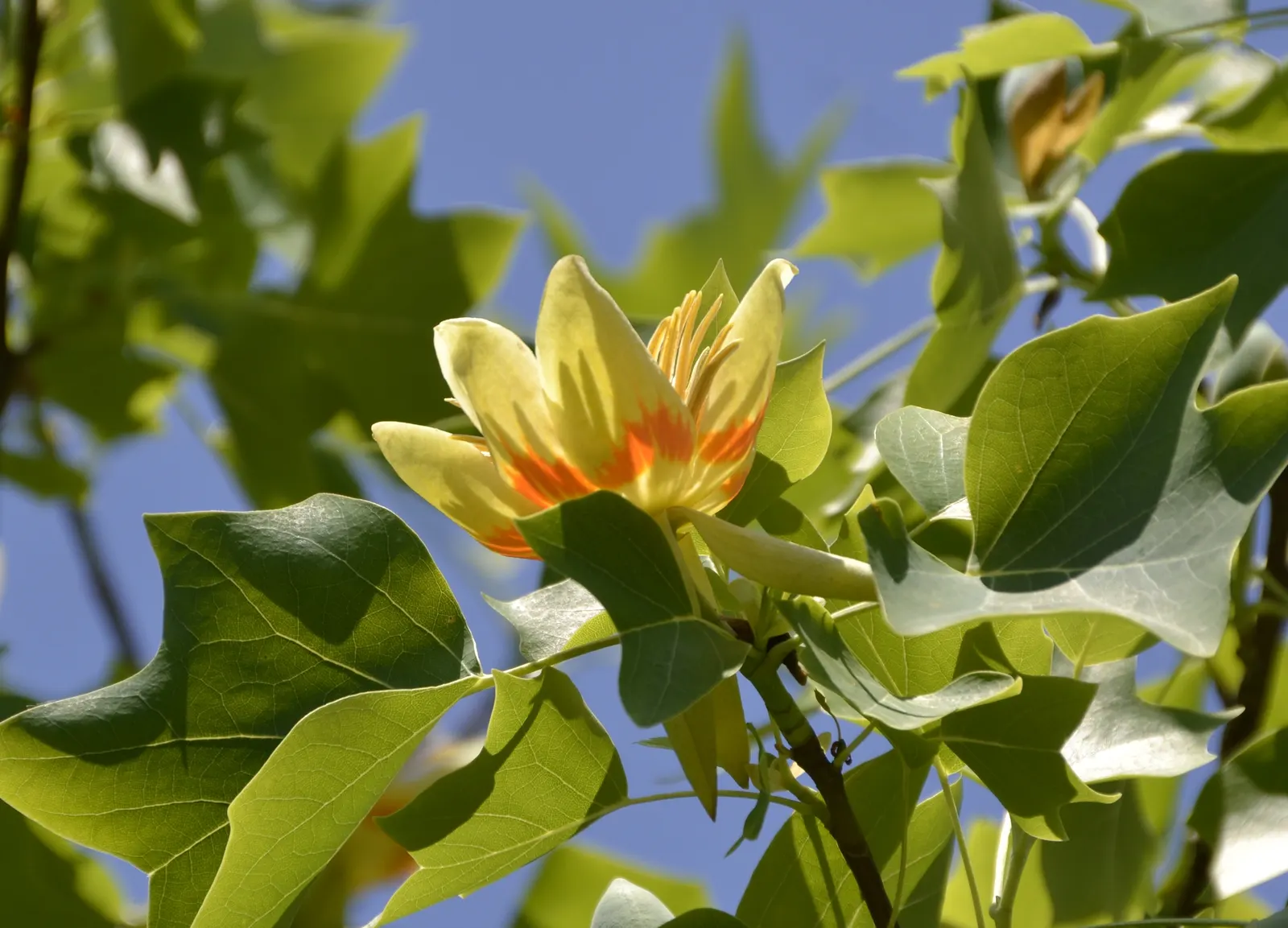 Tulip Tree (Liriodendron Tulipifera) — Come late spring to early summer; when incorporating the Tulip Tree into landscapes, image 132