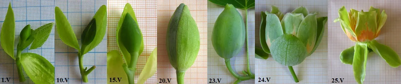 Tulip Tree (Liriodendron Tulipifera) — tree for full; making it more suitable for sizable estates or public parks rather than small residential, image 87