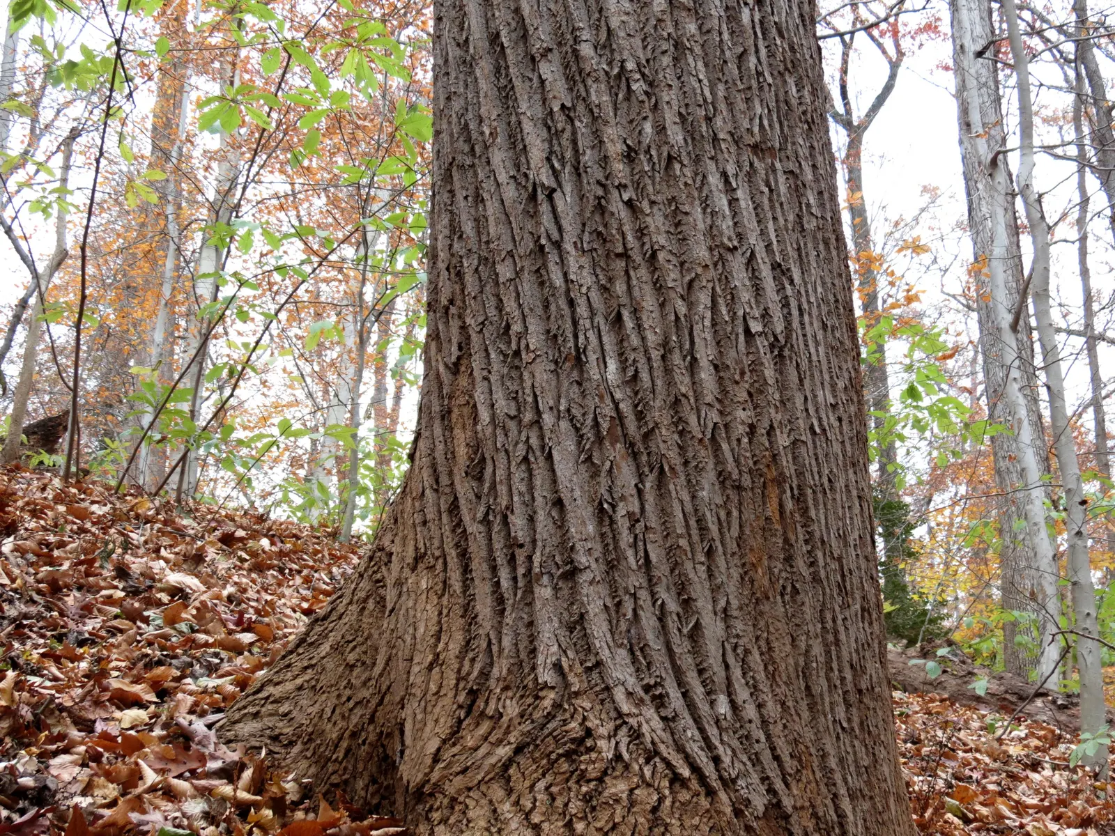 Tulip Tree (Liriodendron Tulipifera) — These blossoms are 2 to 3 inches in length; making it an impressive specimen or shade tree in spacious, image 105