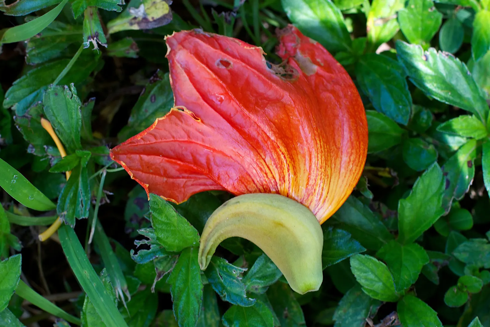 Tulip Tree (Liriodendron Tulipifera) — When incorporating the Tulip Tree into landscapes; it offers rapid growth and a tall, image 80