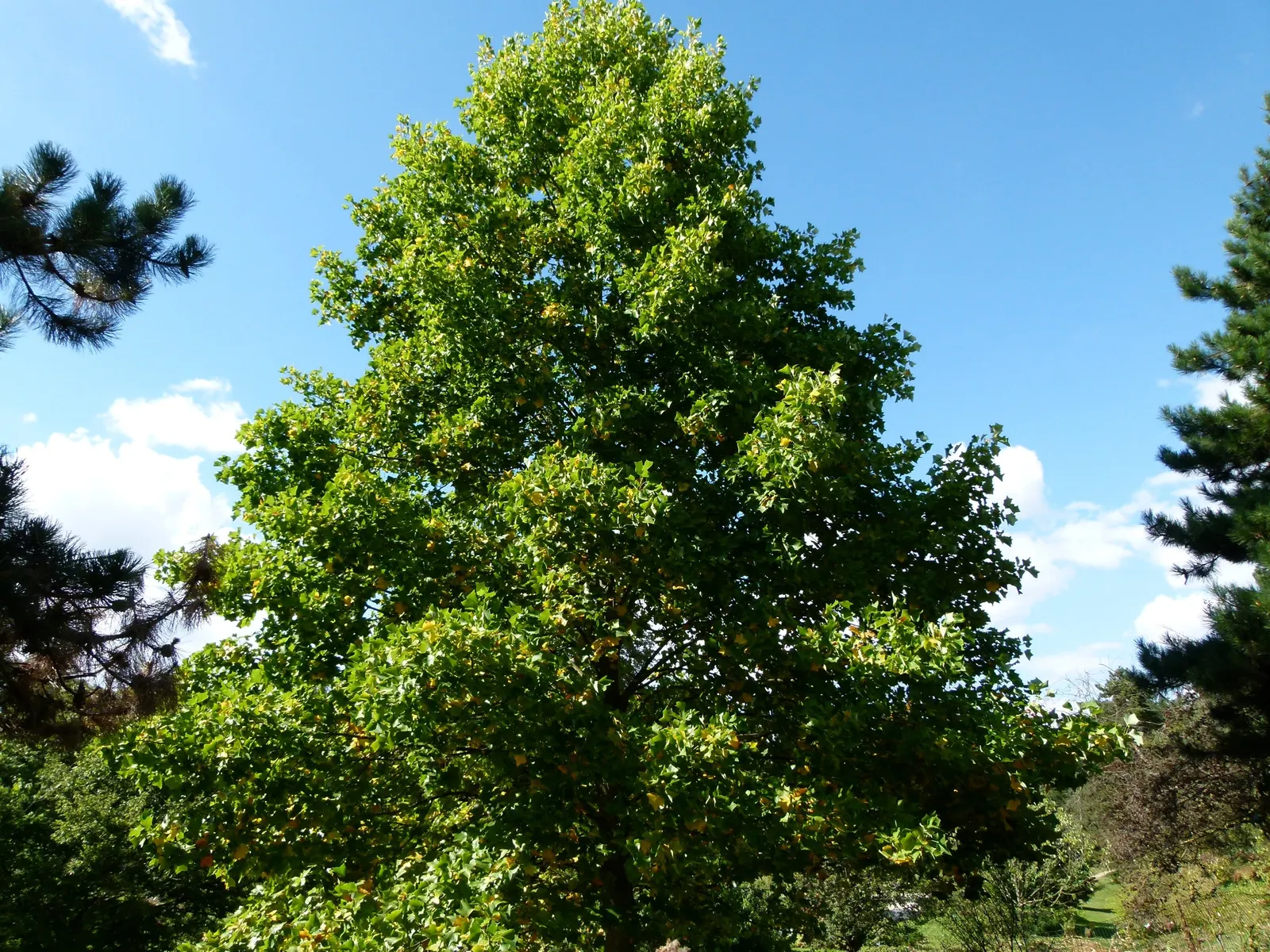 Tulip Tree (Liriodendron Tulipifera) — The Tulip Tree (Liriodendron tulipifera); notable for its unique tulip-shaped flowers with greenish-yellow, image 59
