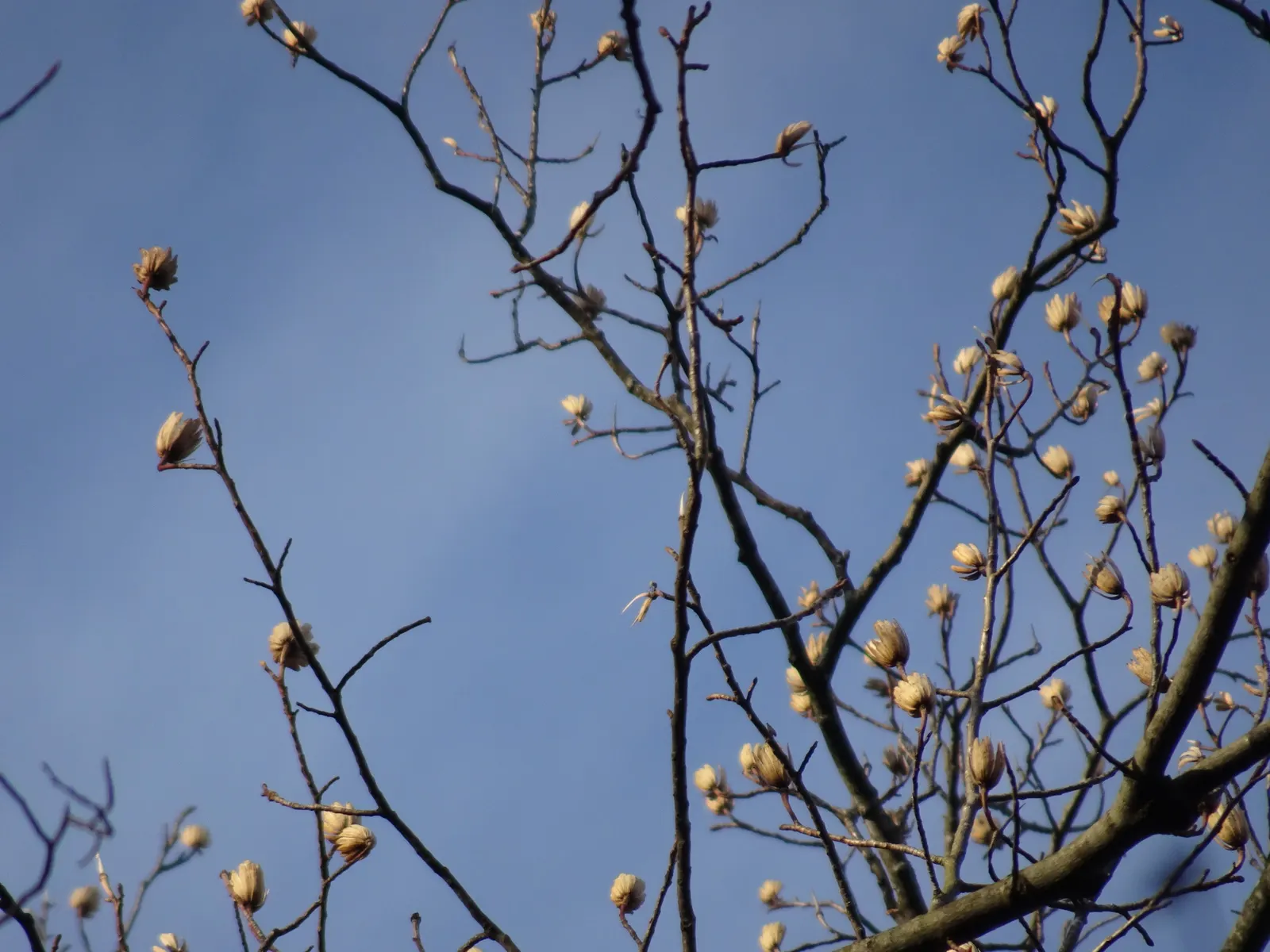 Tulip Tree (Liriodendron Tulipifera) — is a majestic deciduous hardwood; these blossoms are 2 to 3 inches in length, image 90