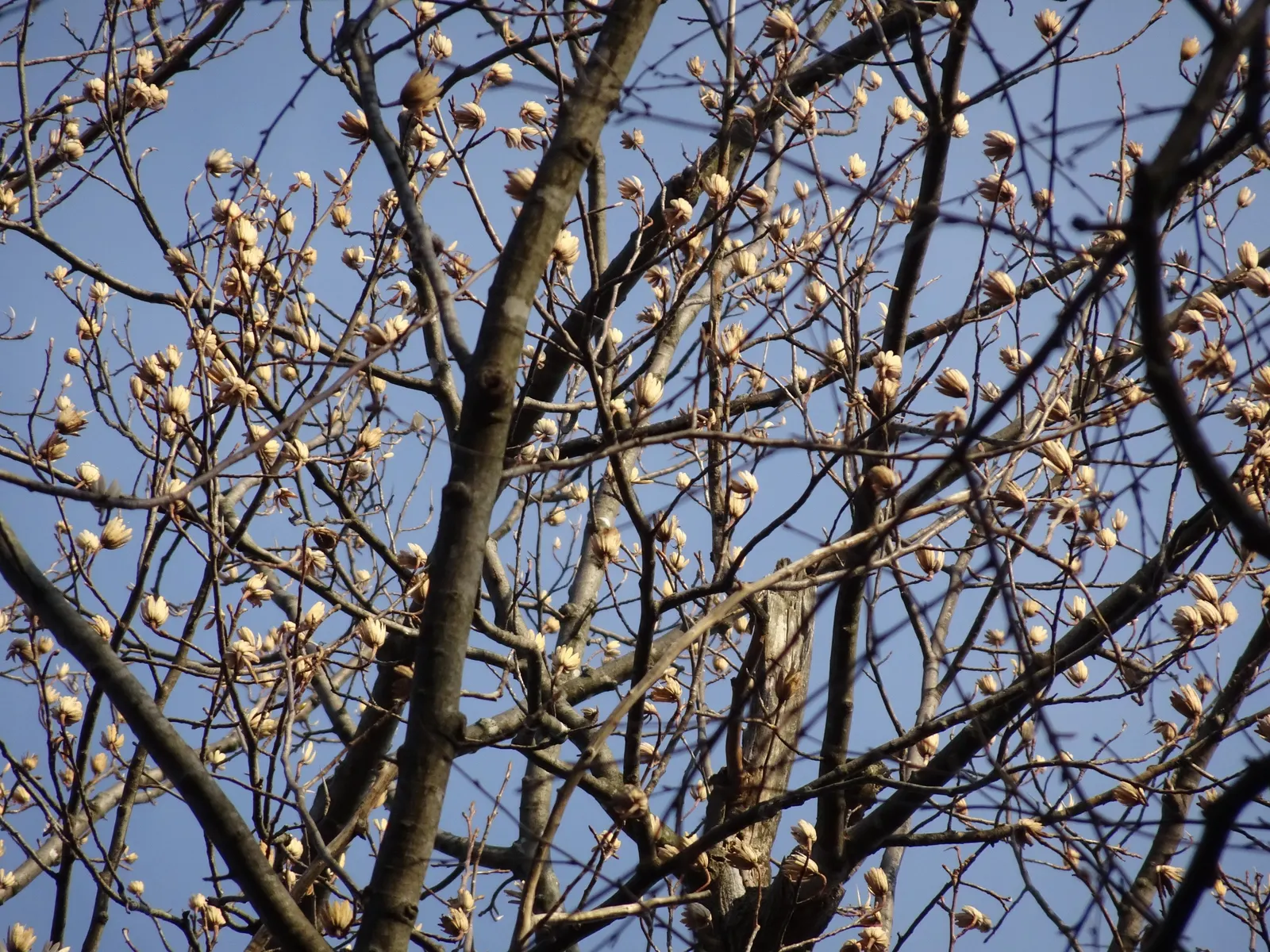 Tulip Tree (Liriodendron Tulipifera) — Come late spring to early summer