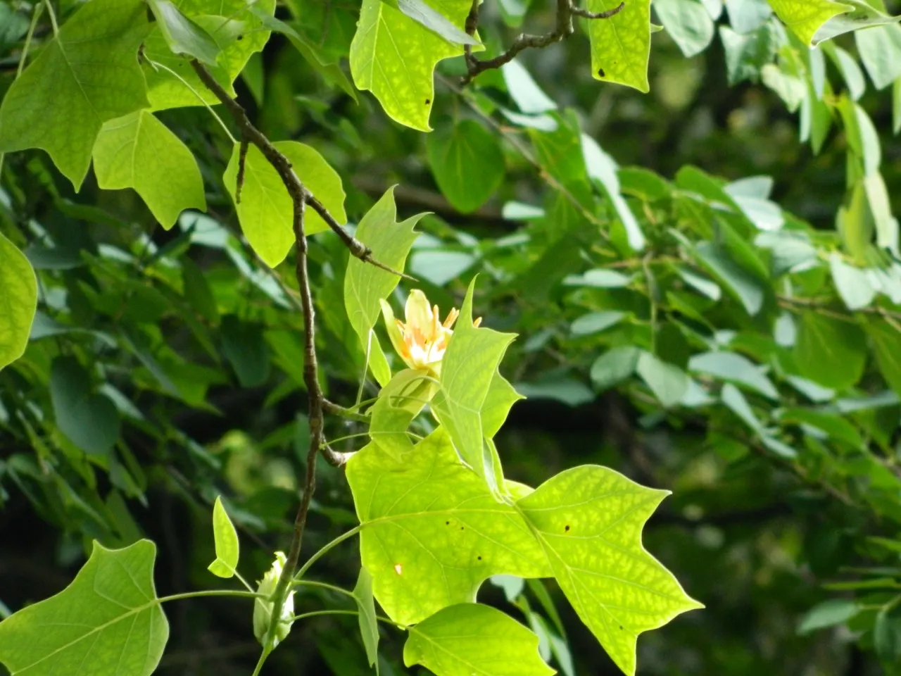 Tulip Tree (Liriodendron Tulipifera) — scientifically known as Liriodendron tulipifera; commanding attention with its statuesque form and elegant, image 124