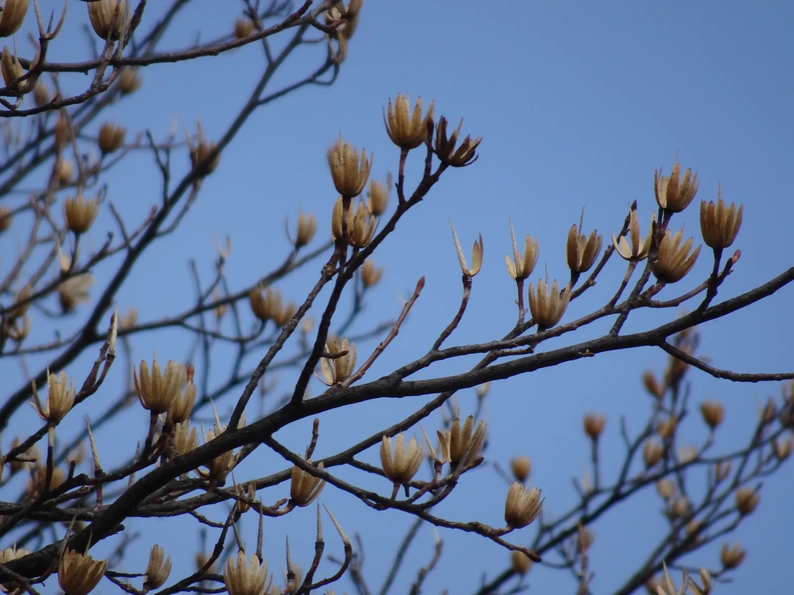 Tulip Tree (Liriodendron Tulipifera) — It requires ample space for growth, both above and below ground, as it possesses a deep root system