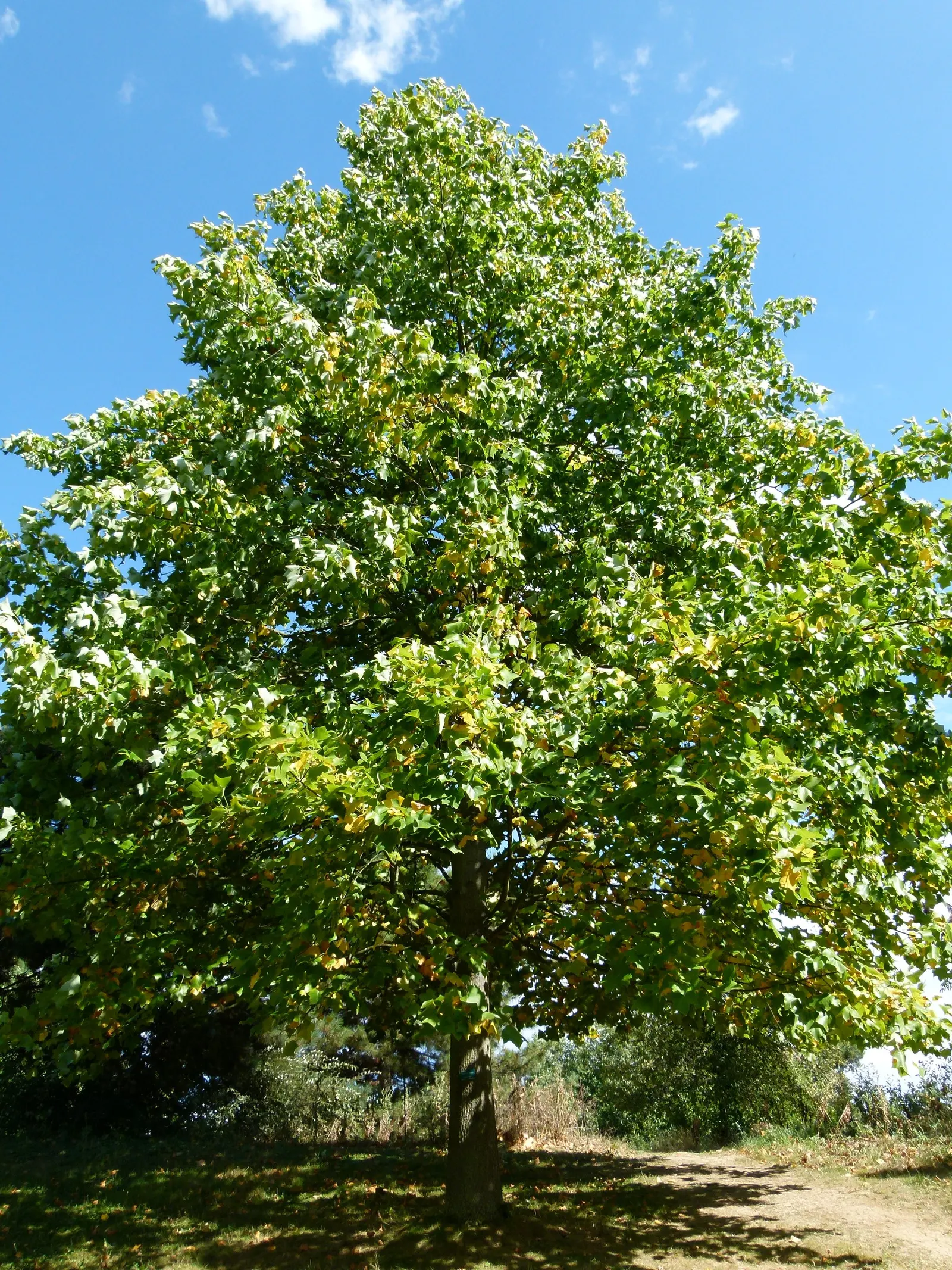 Tulip Tree (Liriodendron Tulipifera) — making it an impressive specimen or shade tree in spacious landscapes
