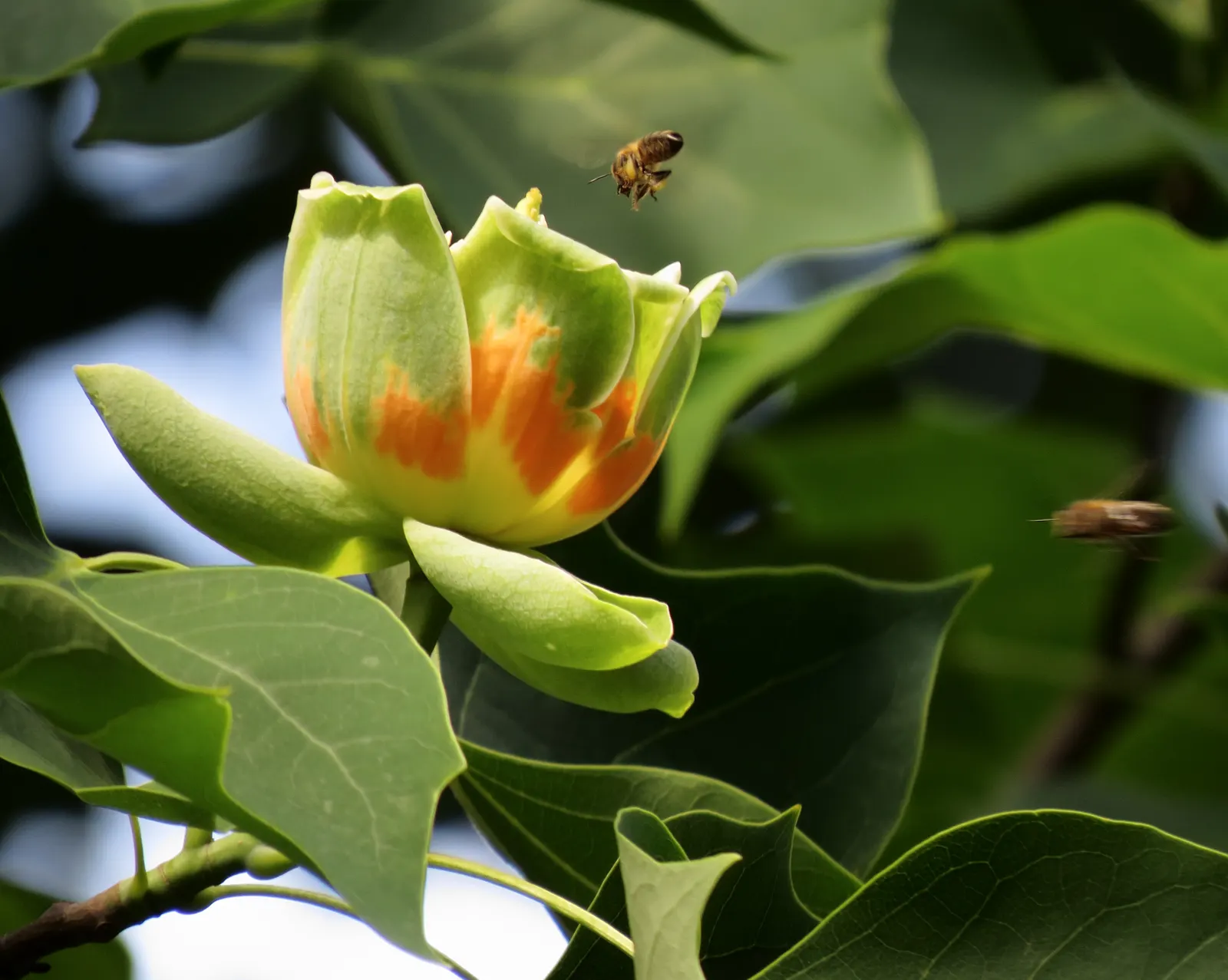 Tulip Tree (Liriodendron Tulipifera) — tree with green and yellow blooms; the Tulip Tree prefers full sun to partial shade and well-drained