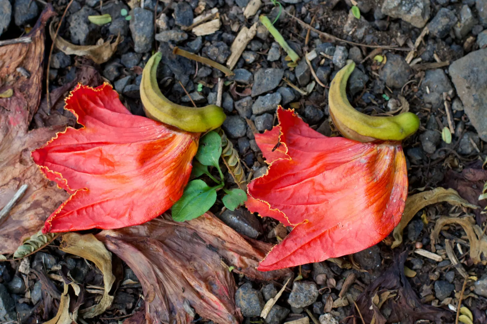 Tulip Tree (Liriodendron Tulipifera) — is a remarkable deciduous tree that is highly regarded for its majestic height and unique floral displays, image 67