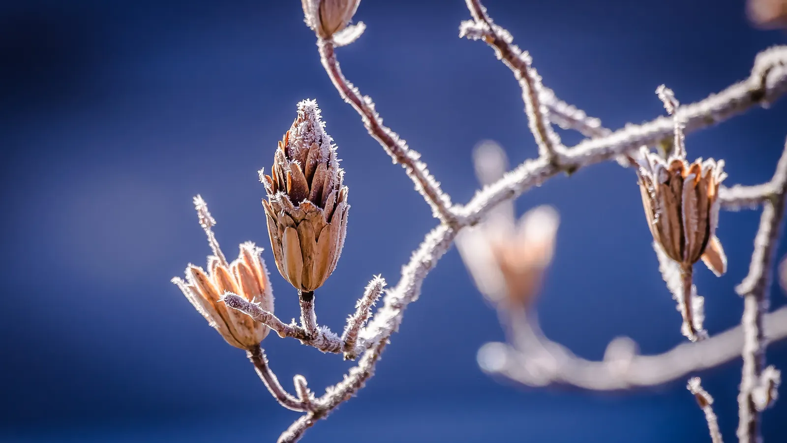 Tulip Tree (Liriodendron Tulipifera) — The canopy spread can be quite generous; the Tulip Tree (Liriodendron tulipifera), image 100