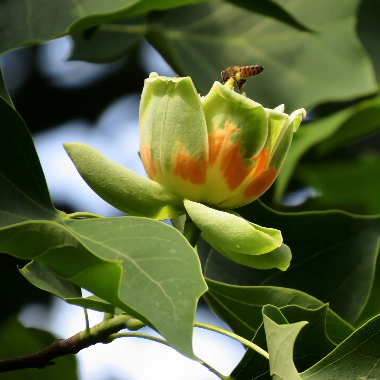 Tulip Tree (Liriodendron Tulipifera) — These blossoms are 2 to 3 inches in length