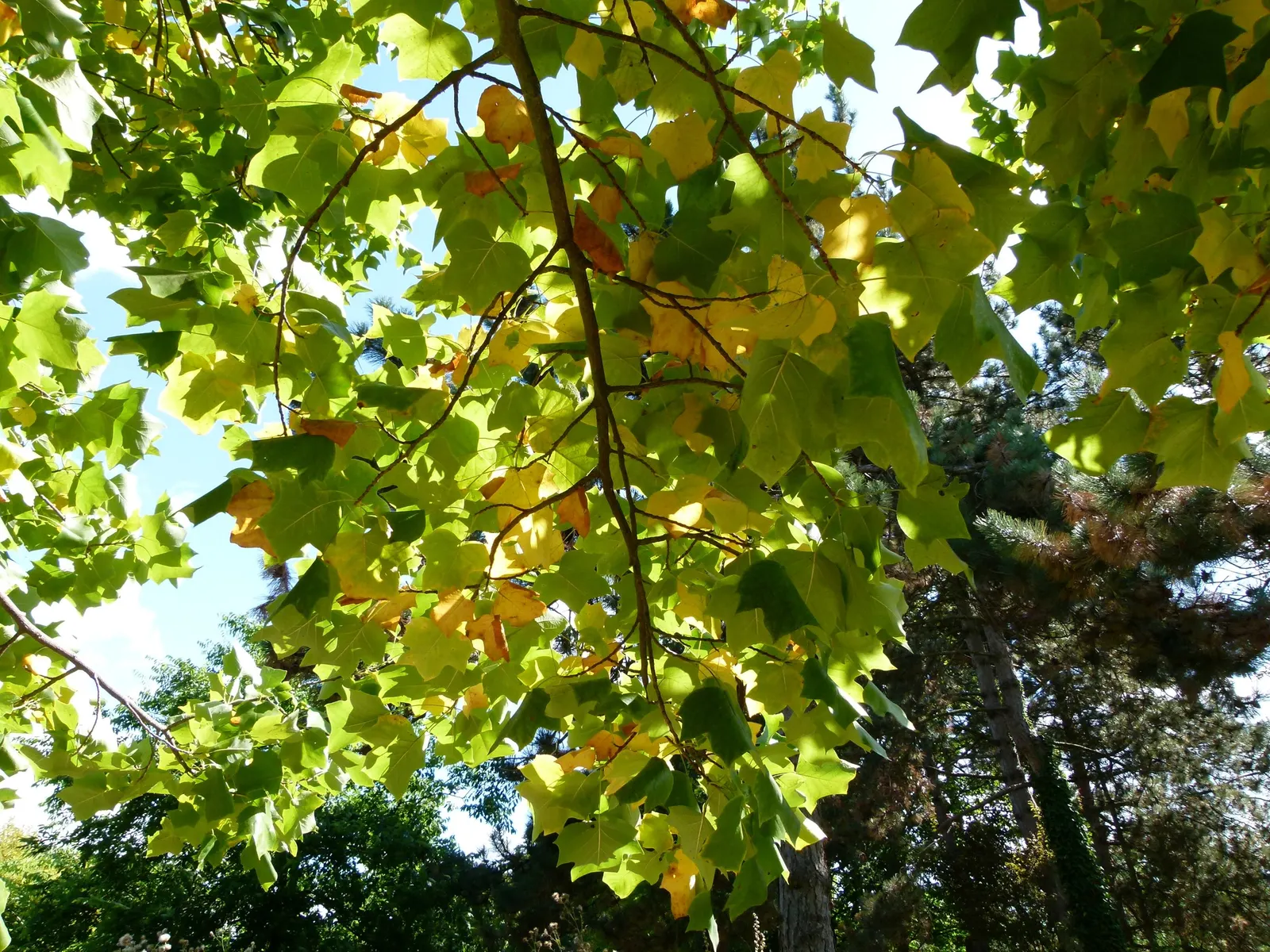 Tulip Tree (Liriodendron Tulipifera) — This species is native to the Eastern United States and is a member of the magnolia family; is a remarkable deciduous