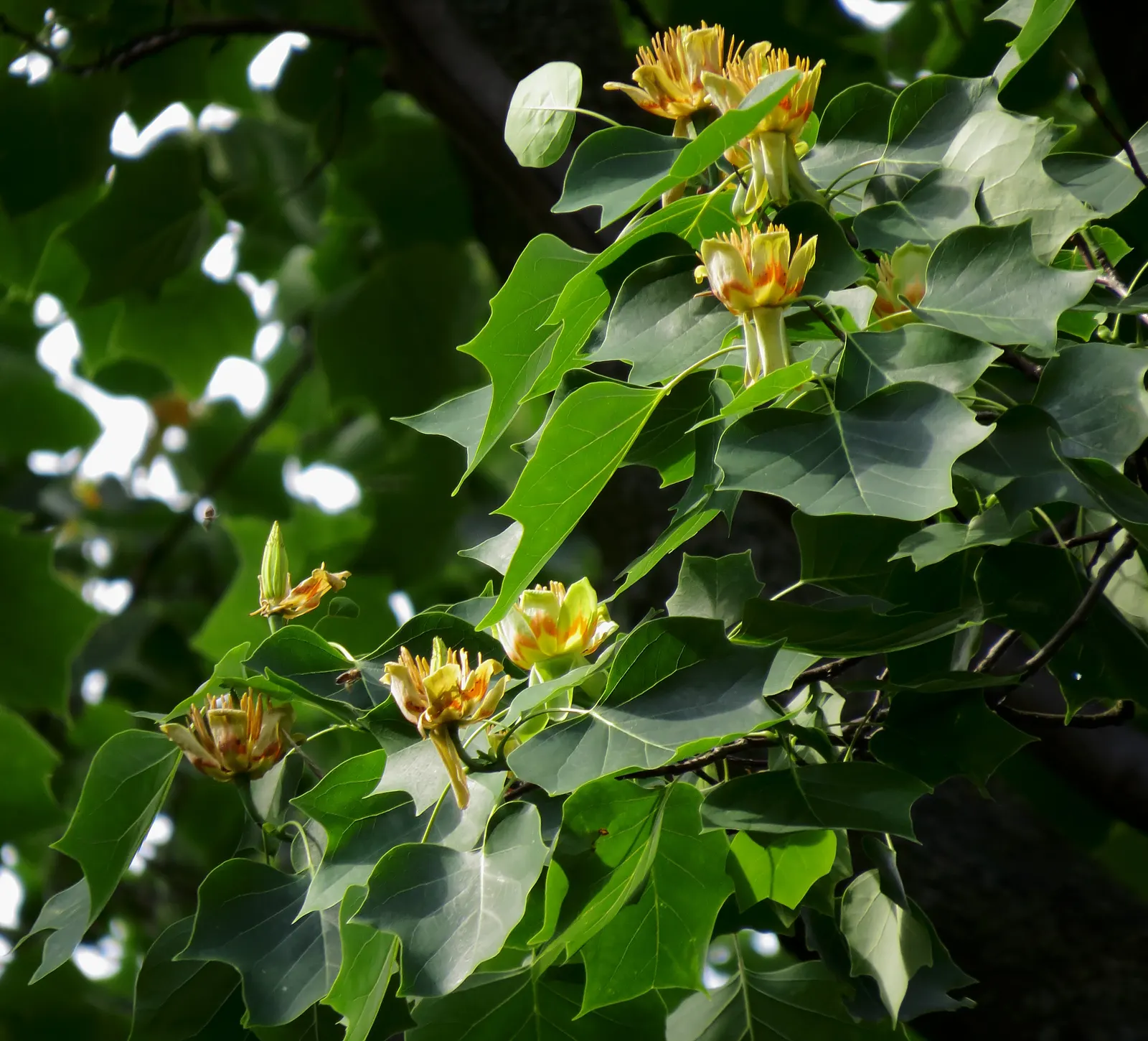 Tulip Tree (Liriodendron Tulipifera) — It requires ample space for growth, both above and below ground, as it possesses a deep root system; tree, image 108