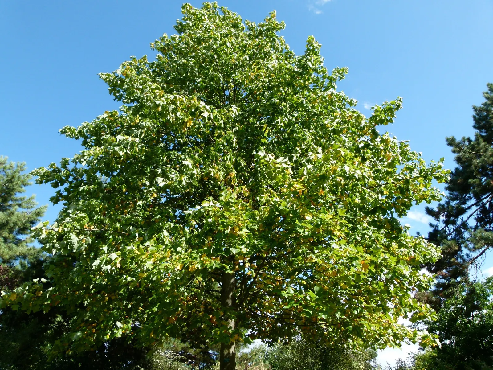 Tulip Tree (Liriodendron Tulipifera) — it soars to impressive heights ranging from 70 to 100 feet; come late spring to early summer, image 69
