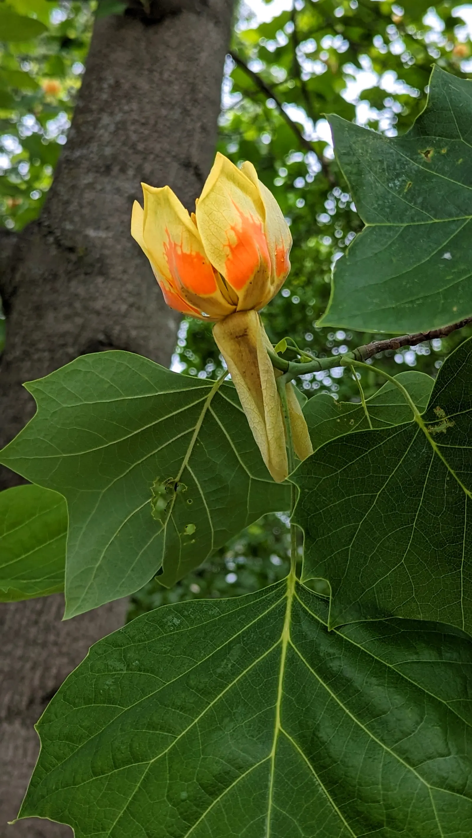 Tulip Tree (Liriodendron Tulipifera) — the Tulip Tree lives up to its name by producing a plethora of tulip-like flowers; tree for full
