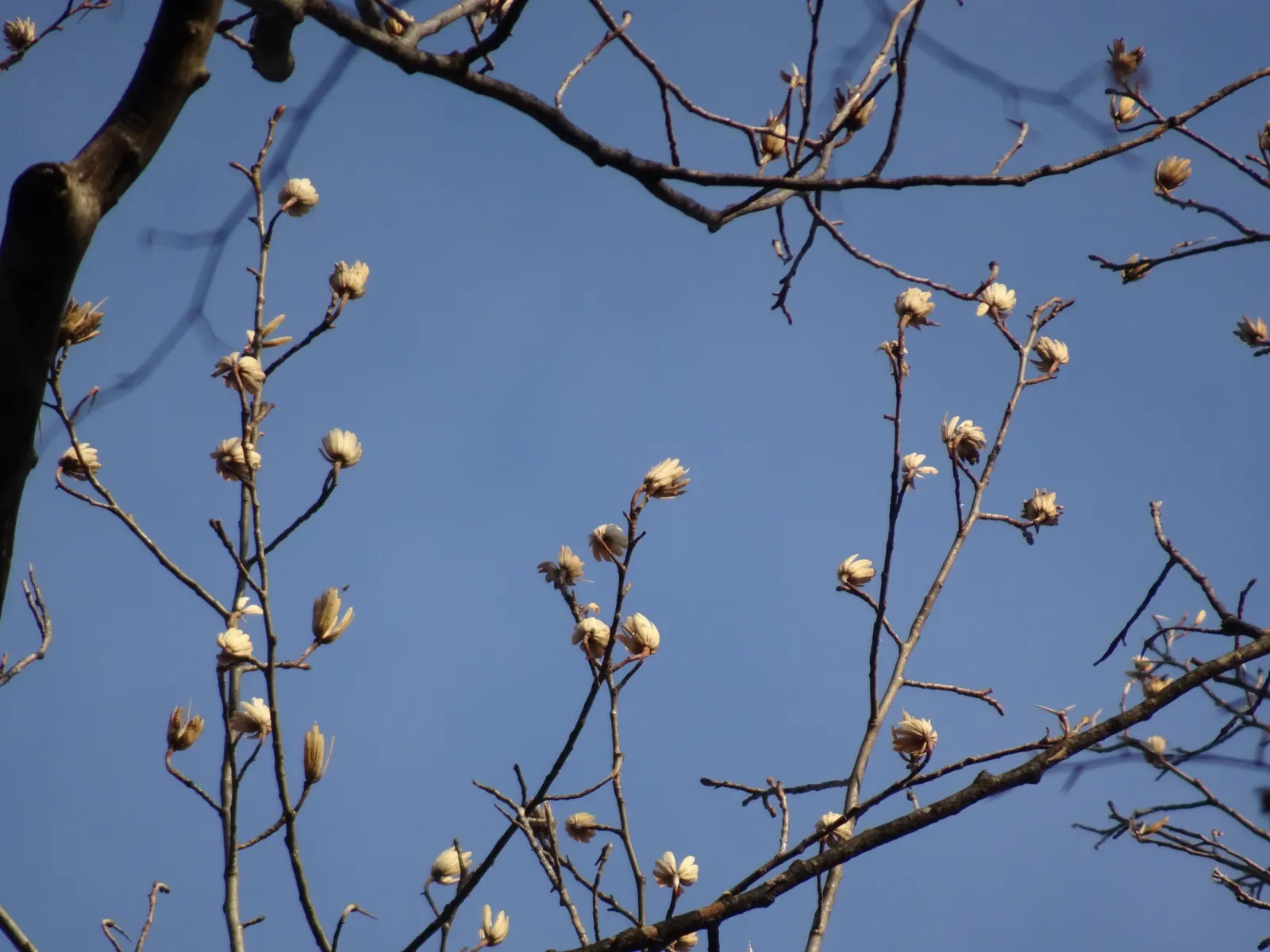 Tulip Tree (Liriodendron Tulipifera) — it serves excellently as a specimen or shade tree