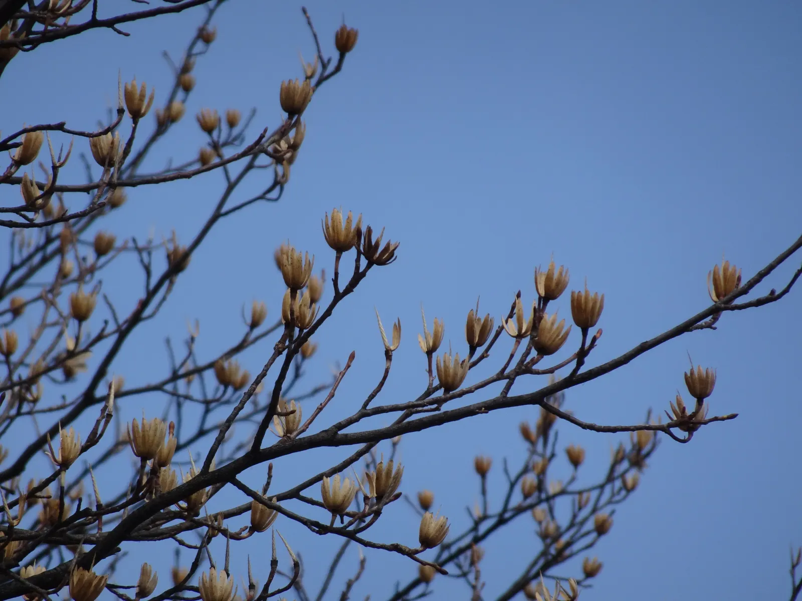 Tulip Tree (Liriodendron Tulipifera) — It requires ample space for growth, both above and below ground, as it possesses a deep root system; tree, image 79