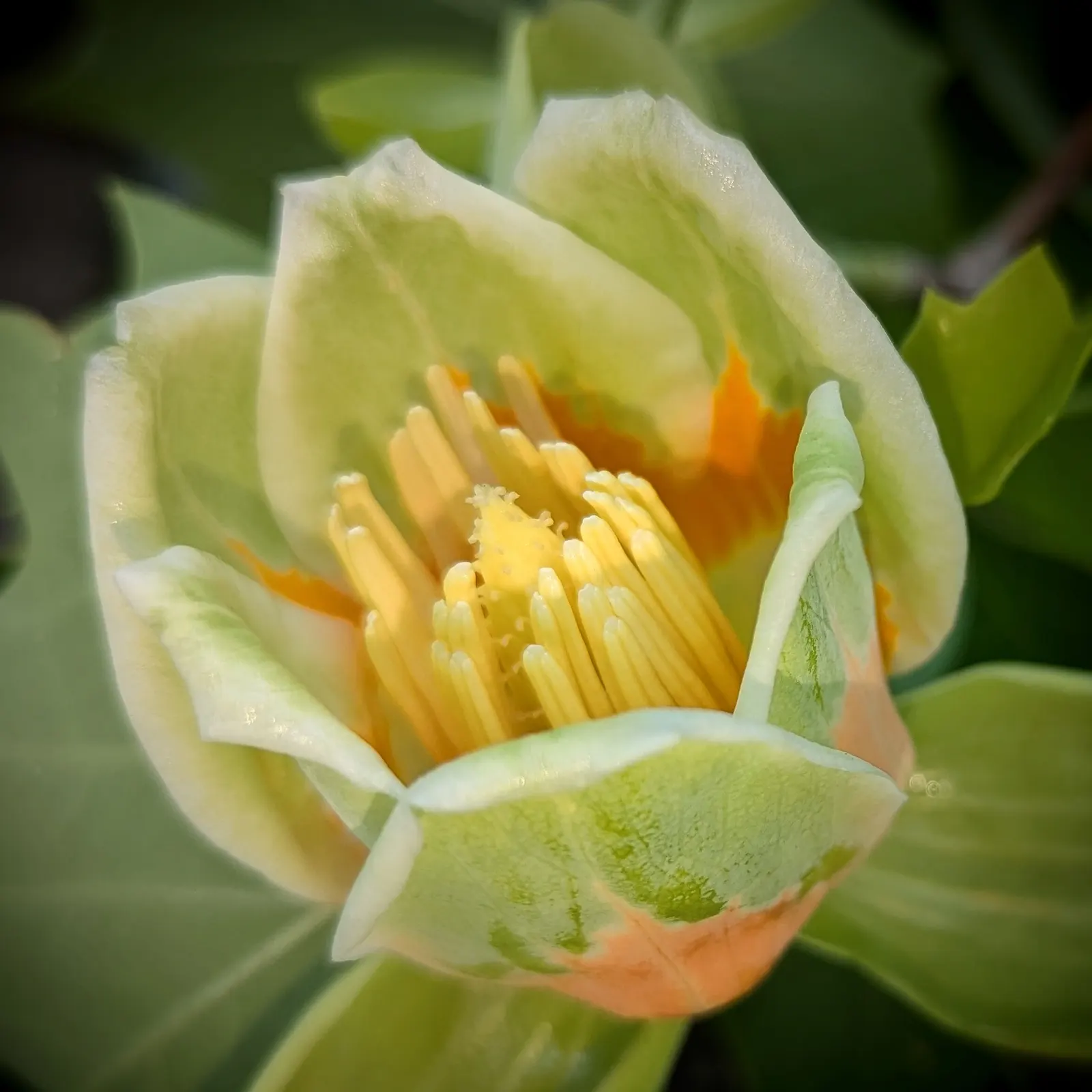 Tulip Tree (Liriodendron Tulipifera) — making it an impressive specimen or shade tree in spacious landscapes; the Tulip Tree lives up to its name, image 65