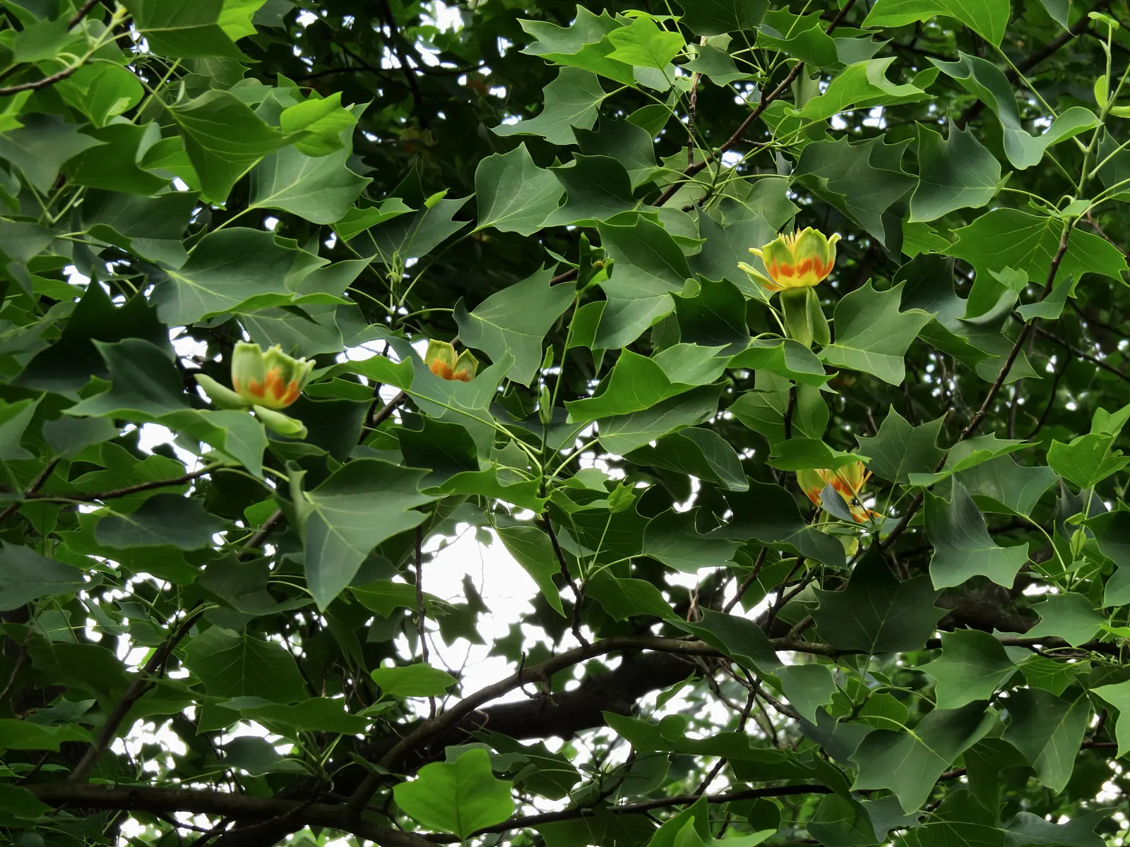 Tulip Tree (Liriodendron Tulipifera) — These blossoms are 2 to 3 inches in length; making it an impressive specimen or shade tree in spacious, image 134