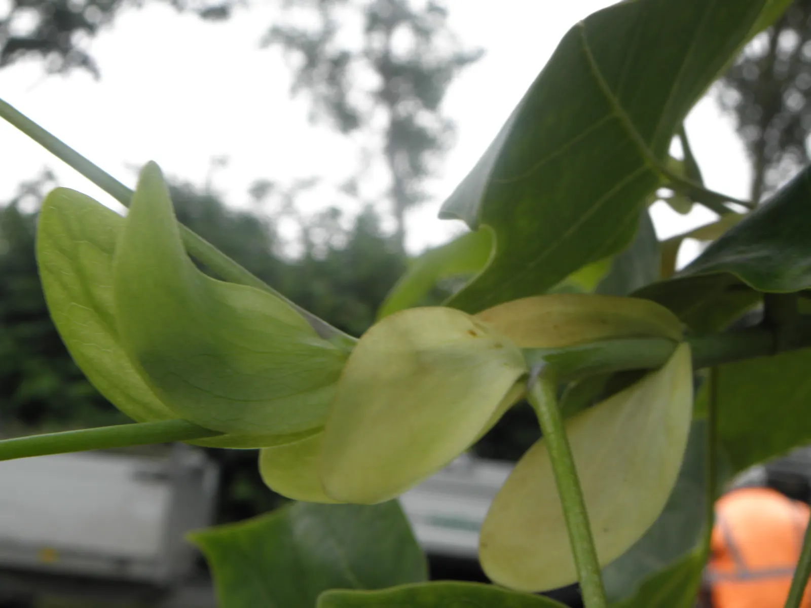Tulip Tree (Liriodendron Tulipifera) — the Tulip Tree prefers full sun to partial shade and well-drained