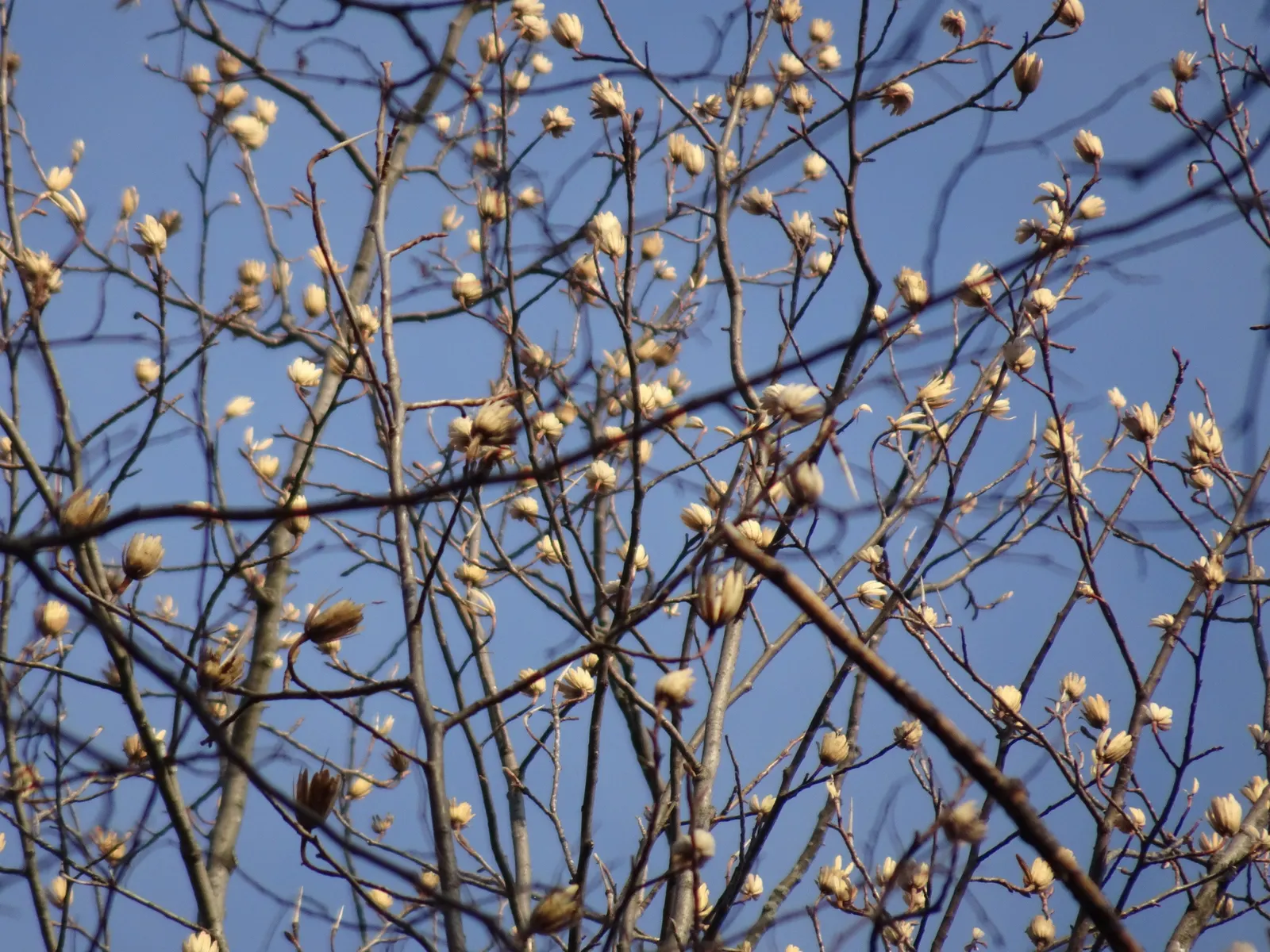 Tulip Tree (Liriodendron Tulipifera) — is a remarkable deciduous tree that is highly regarded for its majestic height and unique floral displays; native to