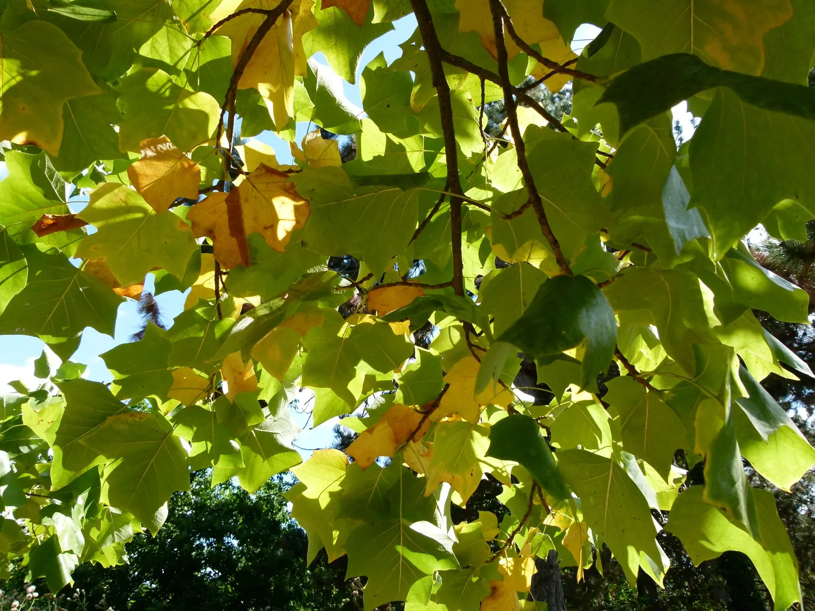 Tulip Tree (Liriodendron Tulipifera) — Notable for its unique tulip-shaped flowers with greenish-yellow petals and orange bases, it blooms in, image 120