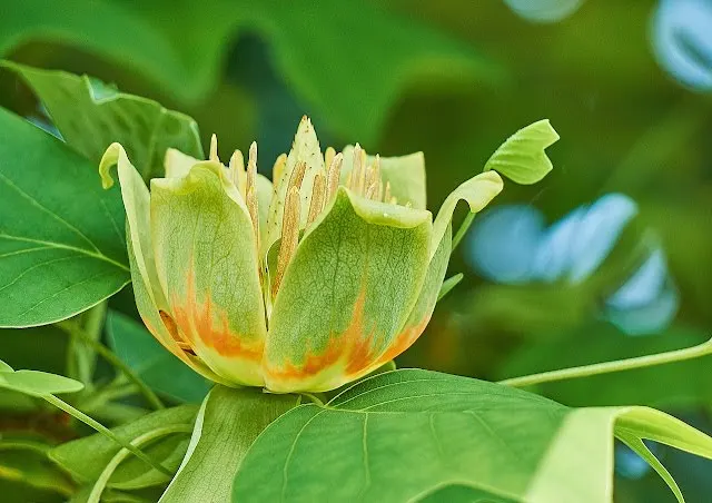 Tulip Tree (Liriodendron Tulipifera) — the Tulip Tree lives up to its name by producing a plethora of tulip-like flowers; tree for full, image 104