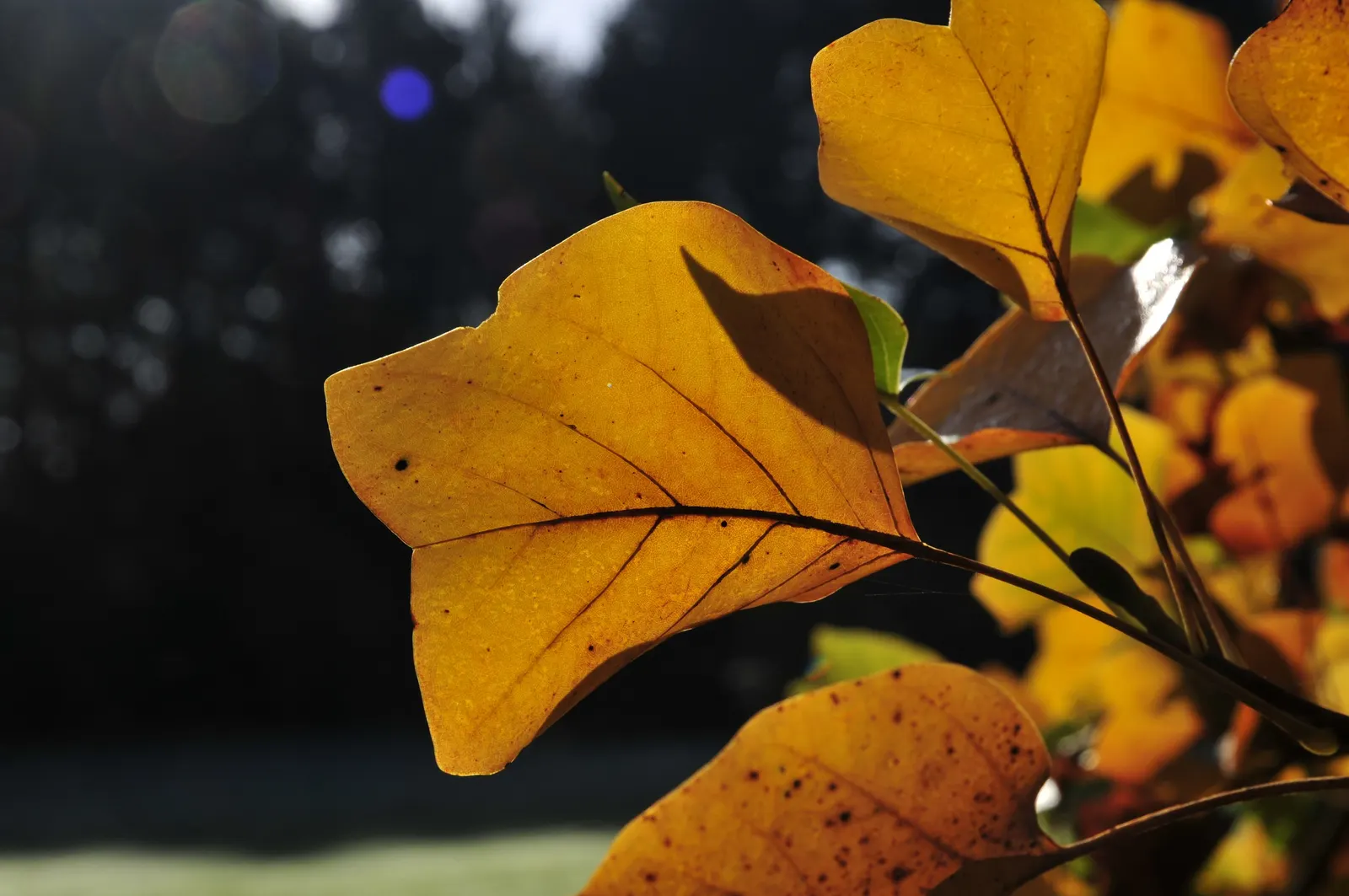 Tulip Tree (Liriodendron Tulipifera) — The four-lobed leaves turn golden yellow in fall; is a majestic deciduous hardwood, image 92