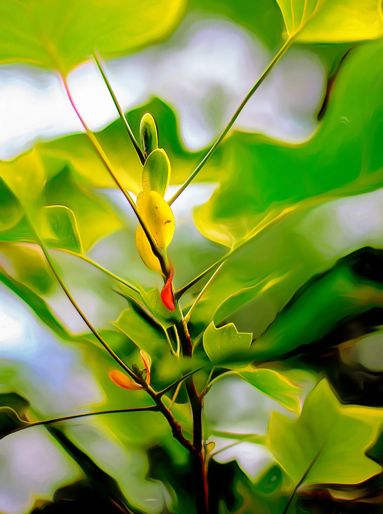 Tulip Tree (Liriodendron Tulipifera) — making it an impressive specimen or shade tree in spacious landscapes; the Tulip Tree lives up to its name by producing