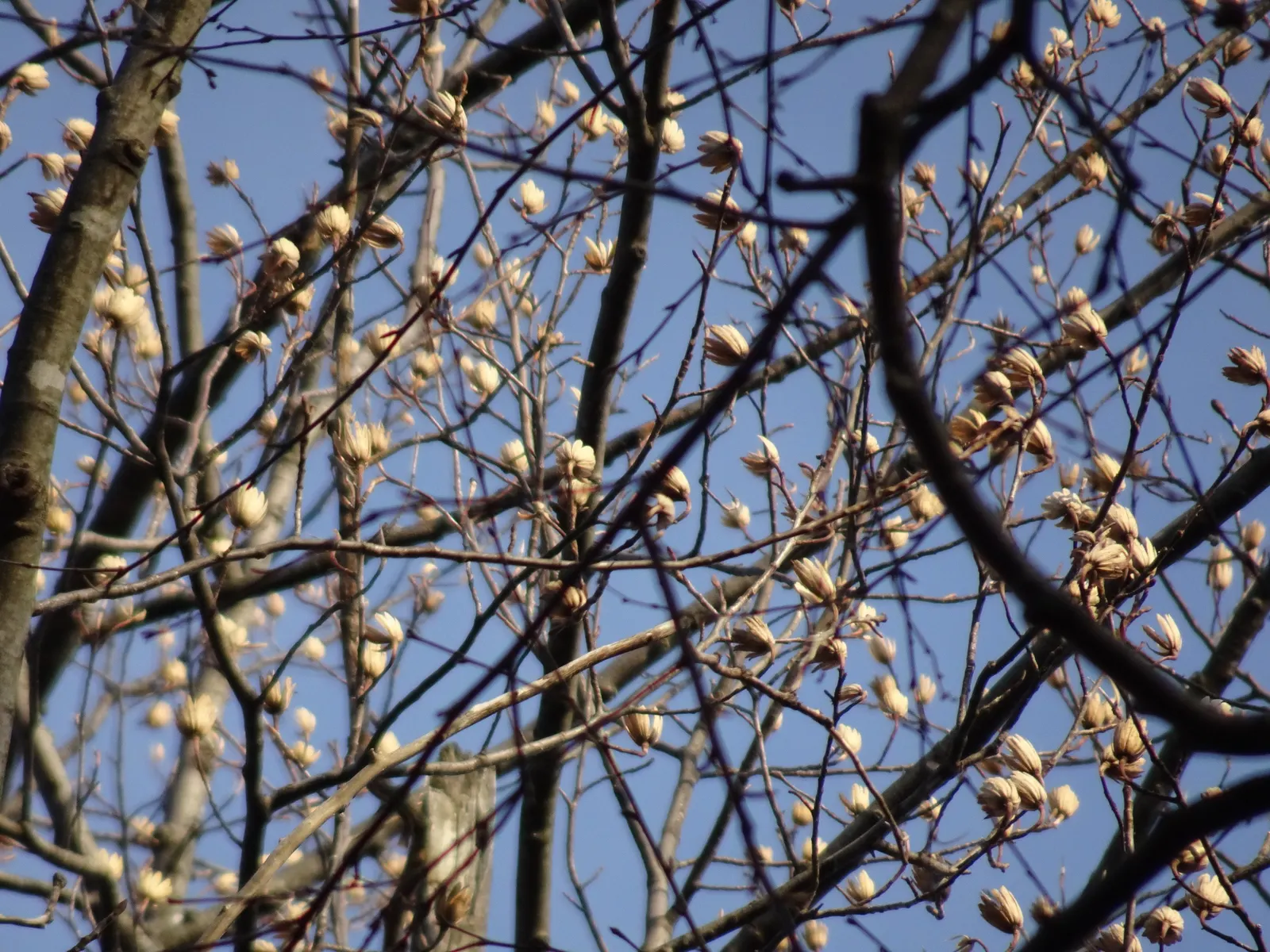 Tulip Tree (Liriodendron Tulipifera) — making it an impressive specimen or shade tree in spacious landscapes; the Tulip Tree lives up to its name, image 123