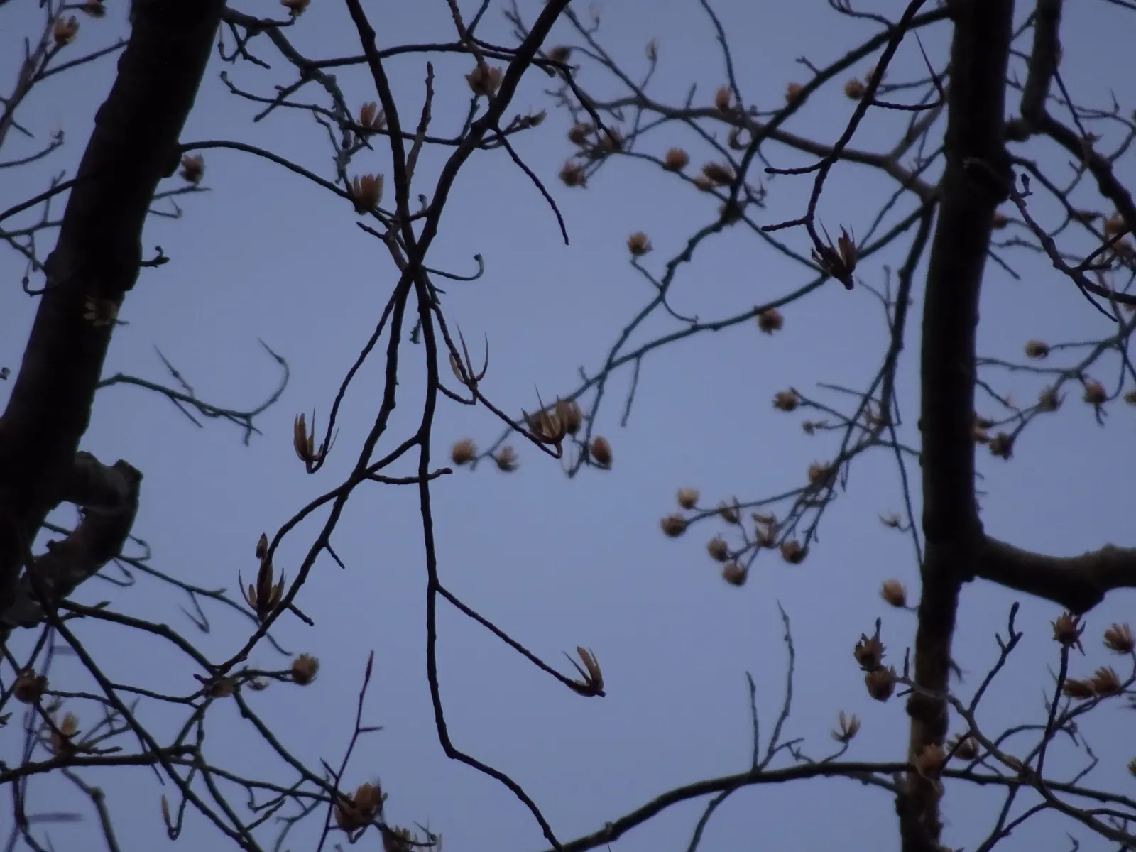Tulip Tree (Liriodendron Tulipifera) — commanding attention with its statuesque form and elegant beauty; and moist soil conditions, image 82