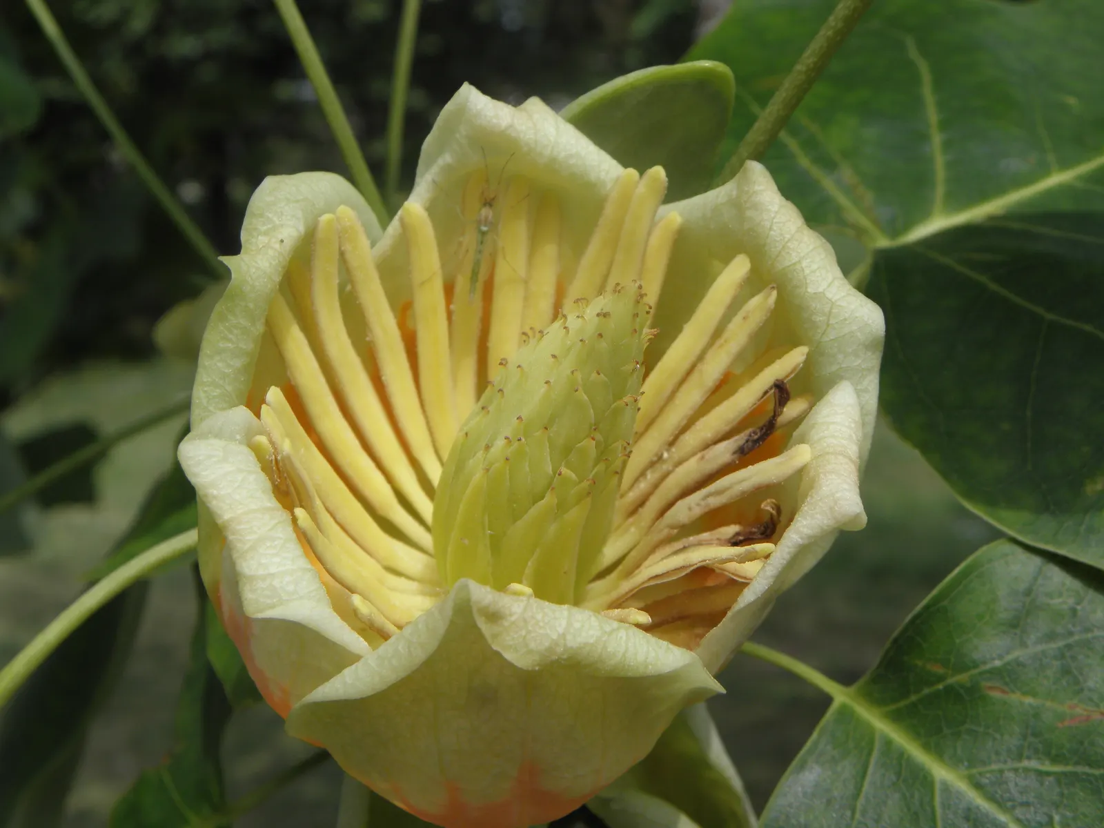 Tulip Tree (Liriodendron Tulipifera) — It requires ample space for growth, both above and below ground, as it possesses a deep root system; tree with green and